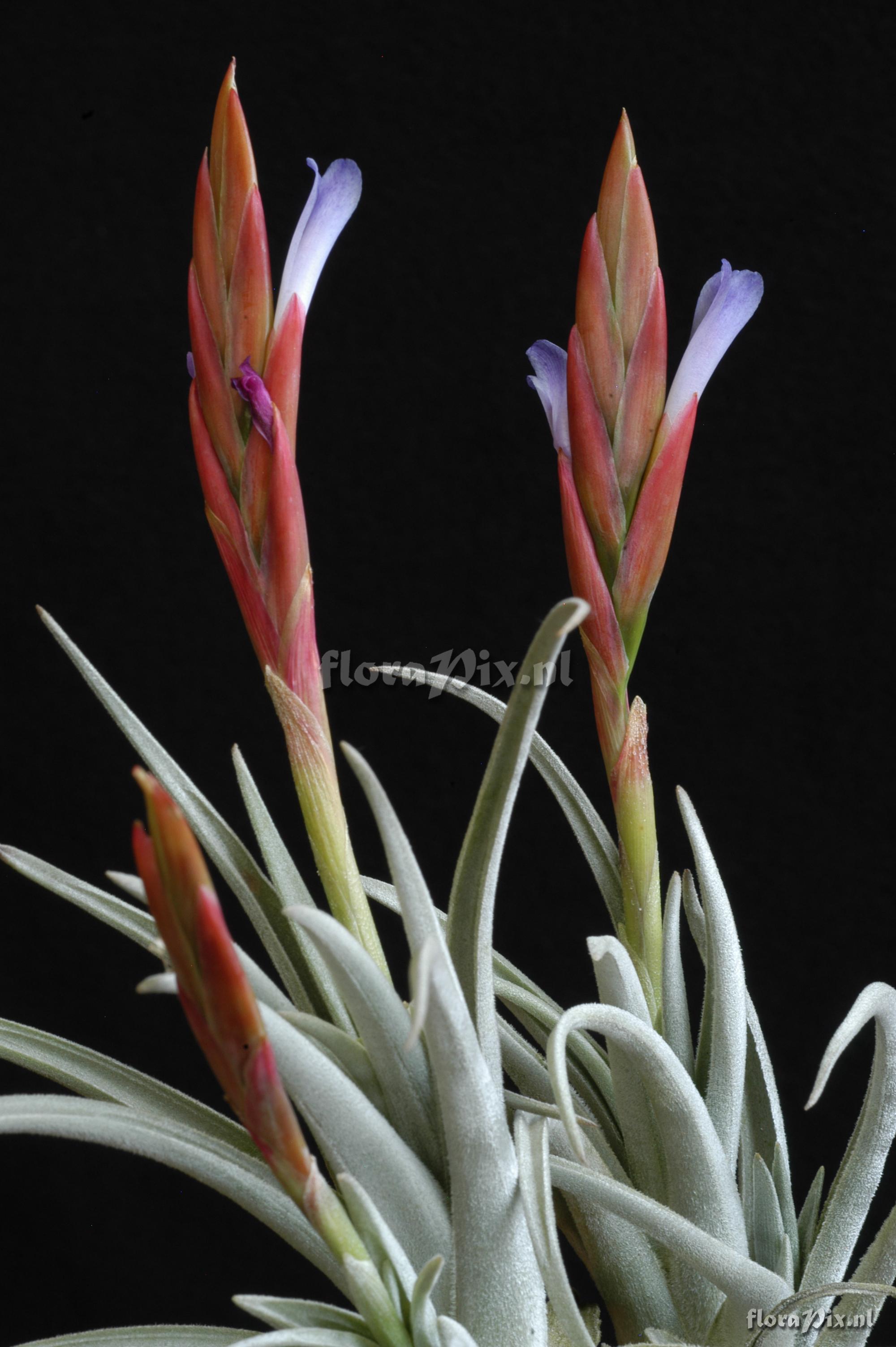 Tillandsia cardenasii