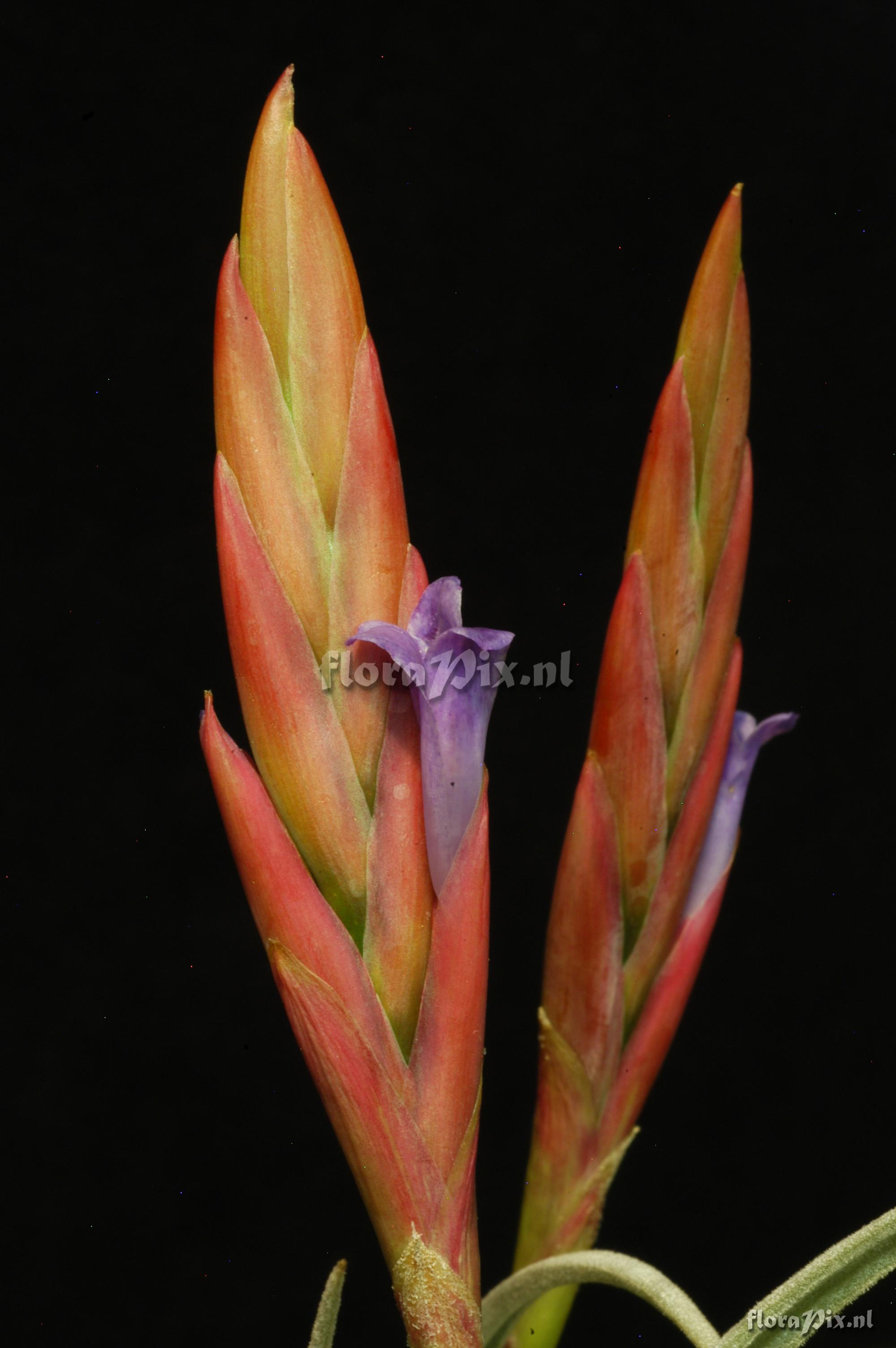 Tillandsia cardenasii