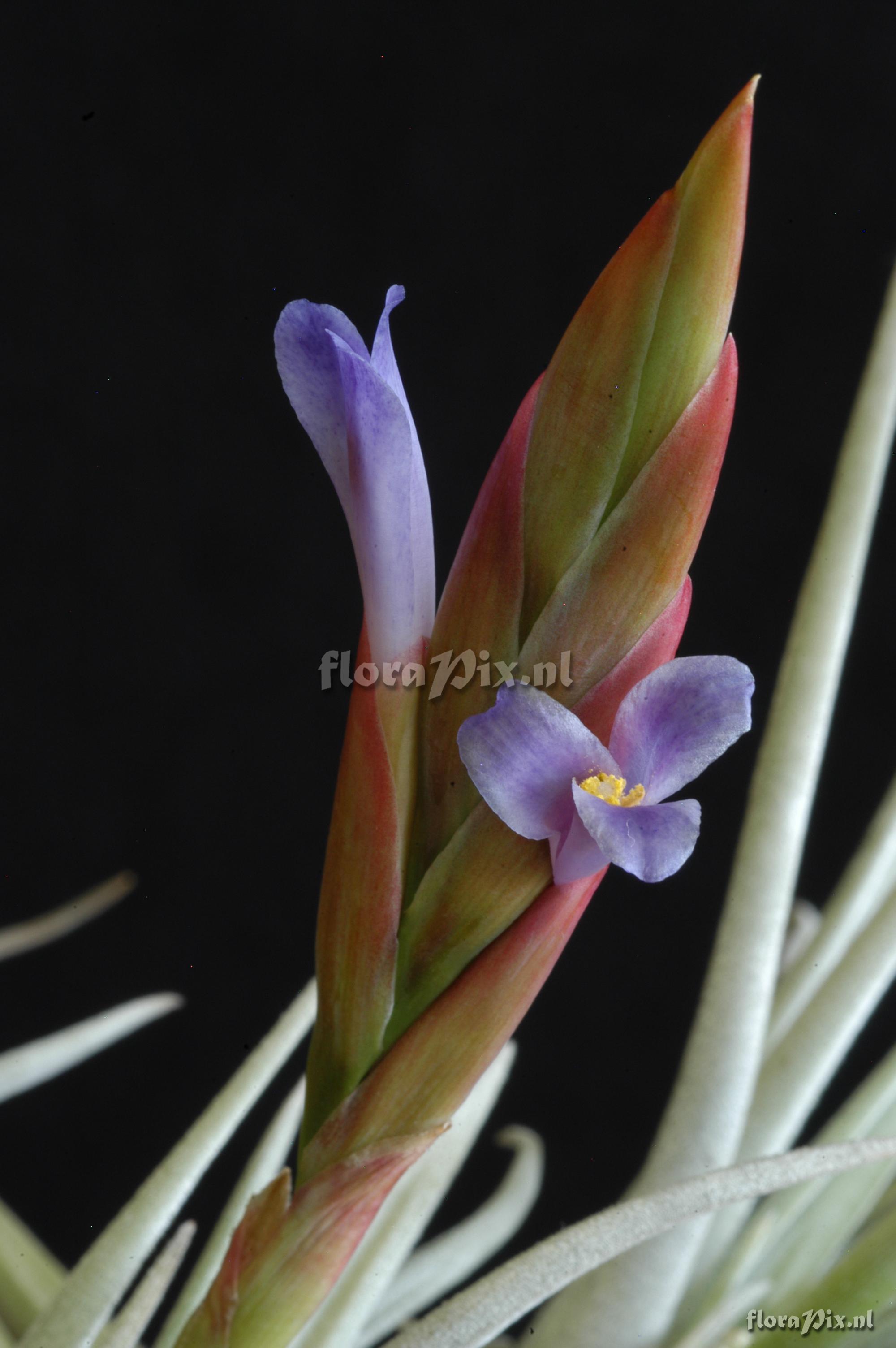 Tillandsia cardenasii