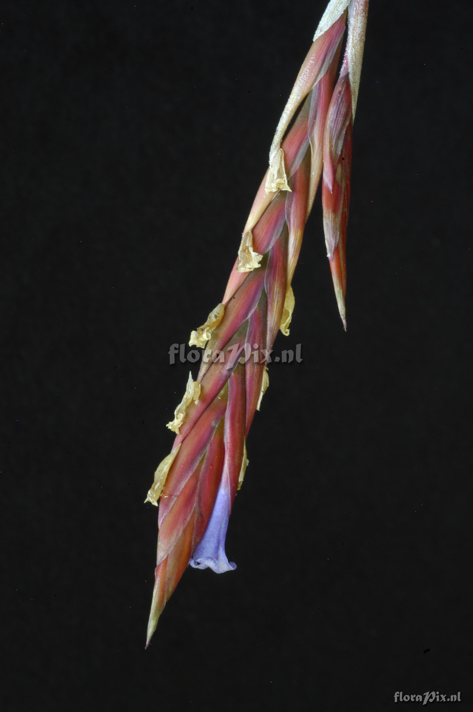 Tillandsia cardenasii