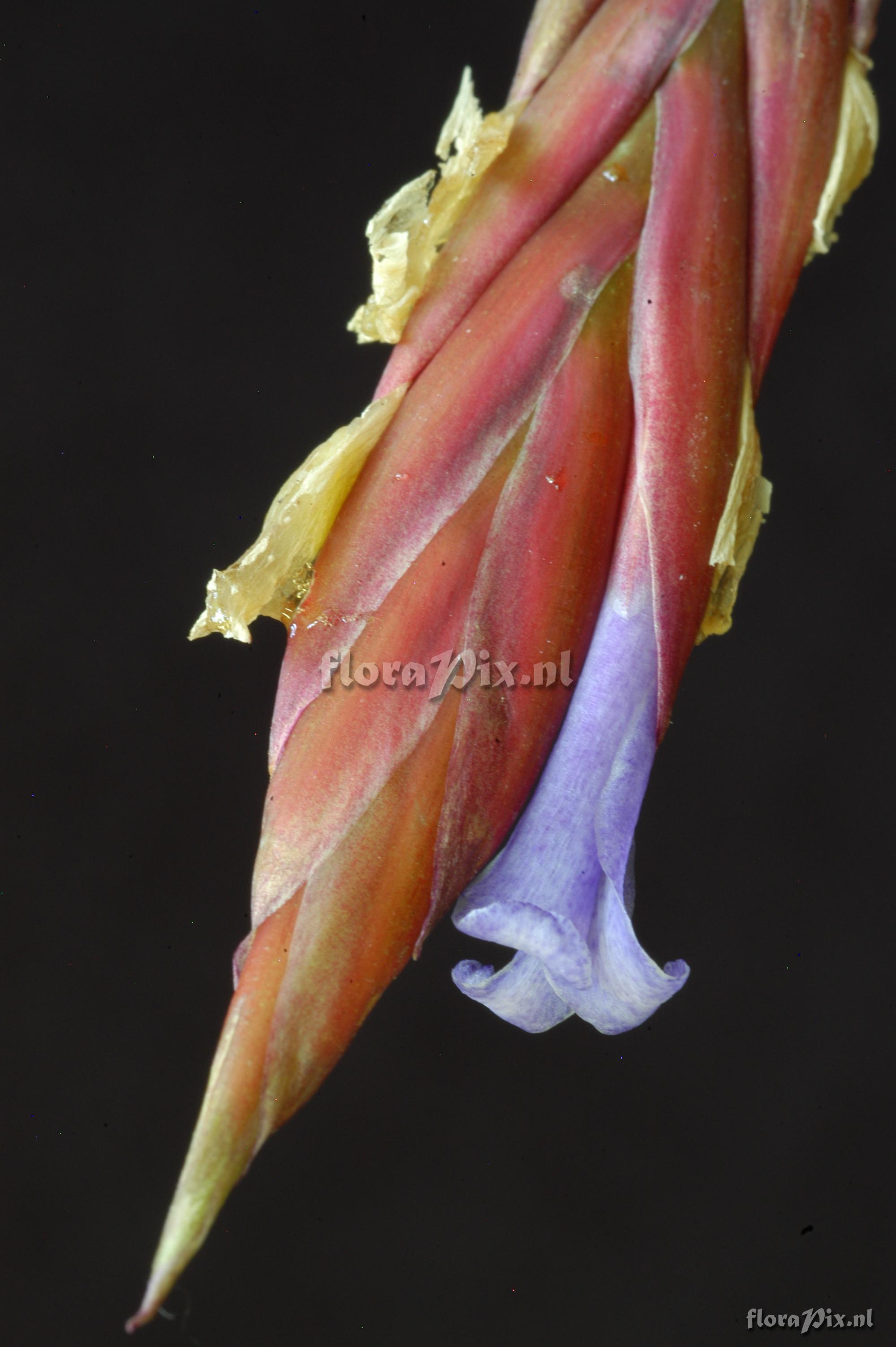 Tillandsia cardenasii