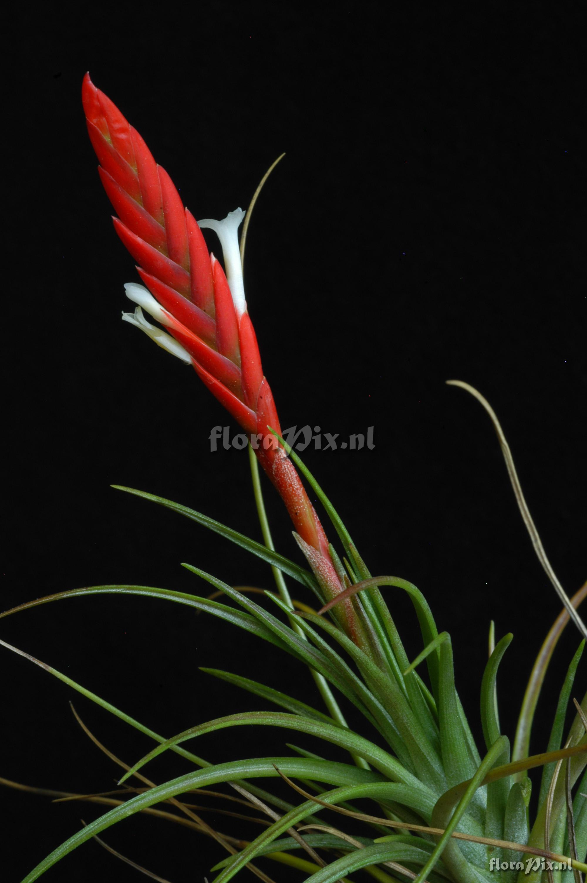 Tillandsia caulescens