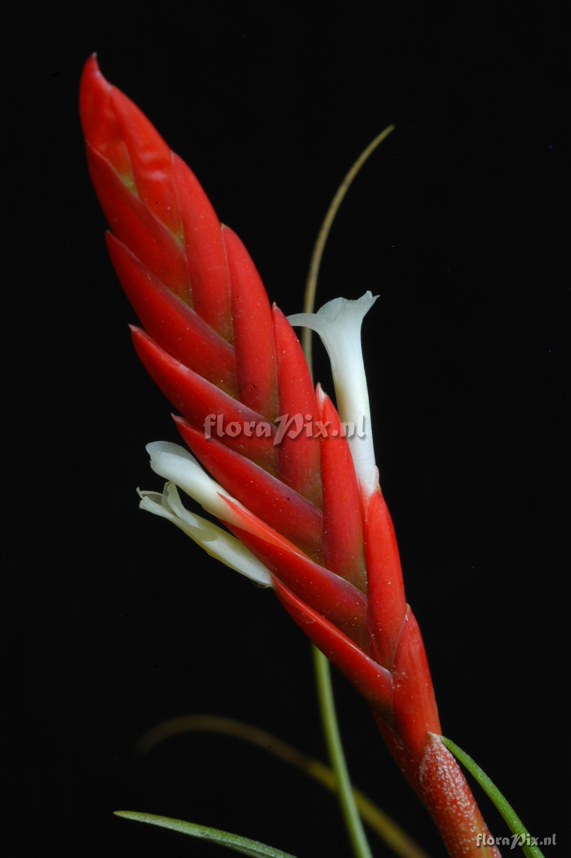 Tillandsia caulescens