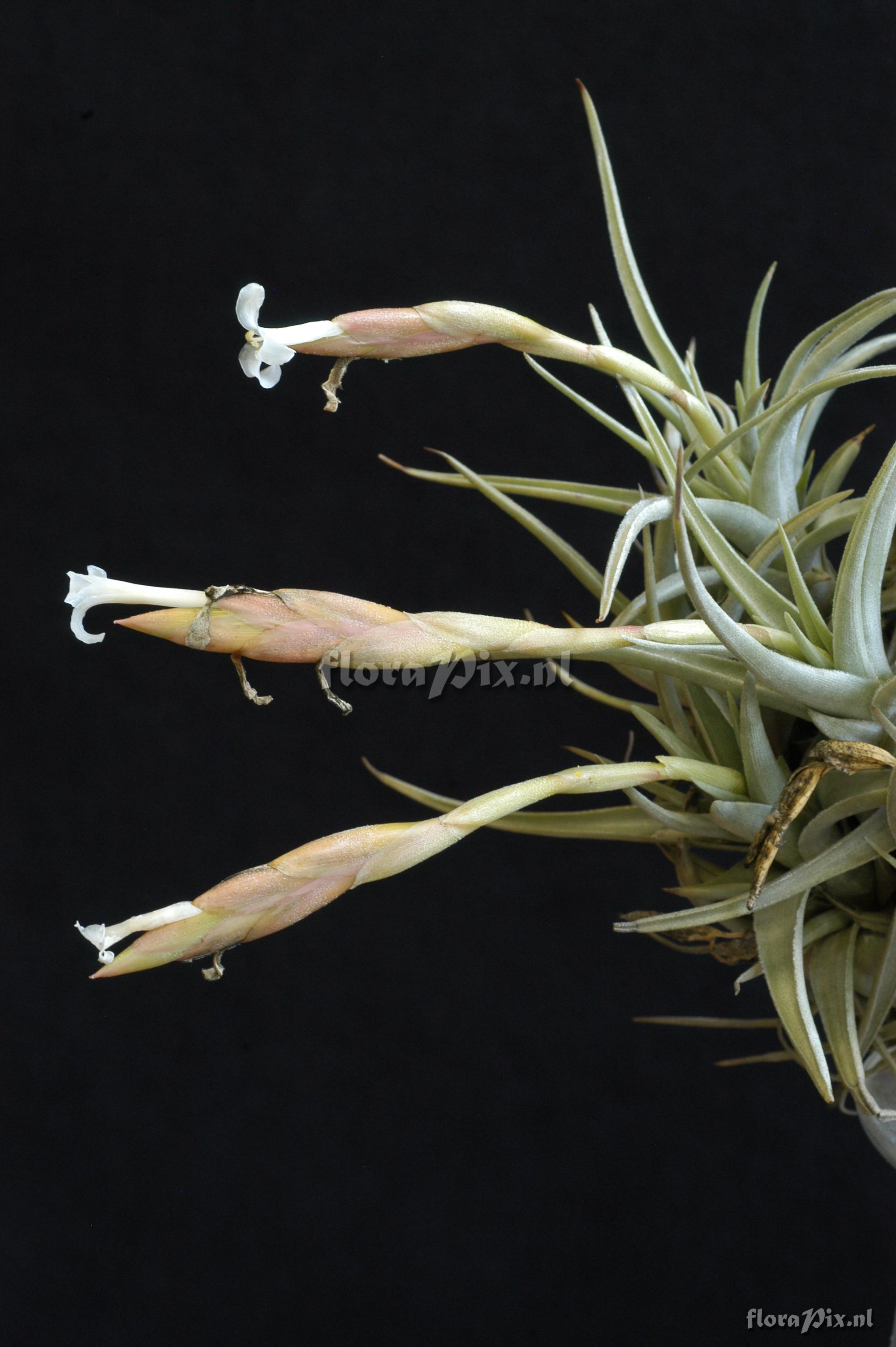 Tillandsia cf. bermejoensis