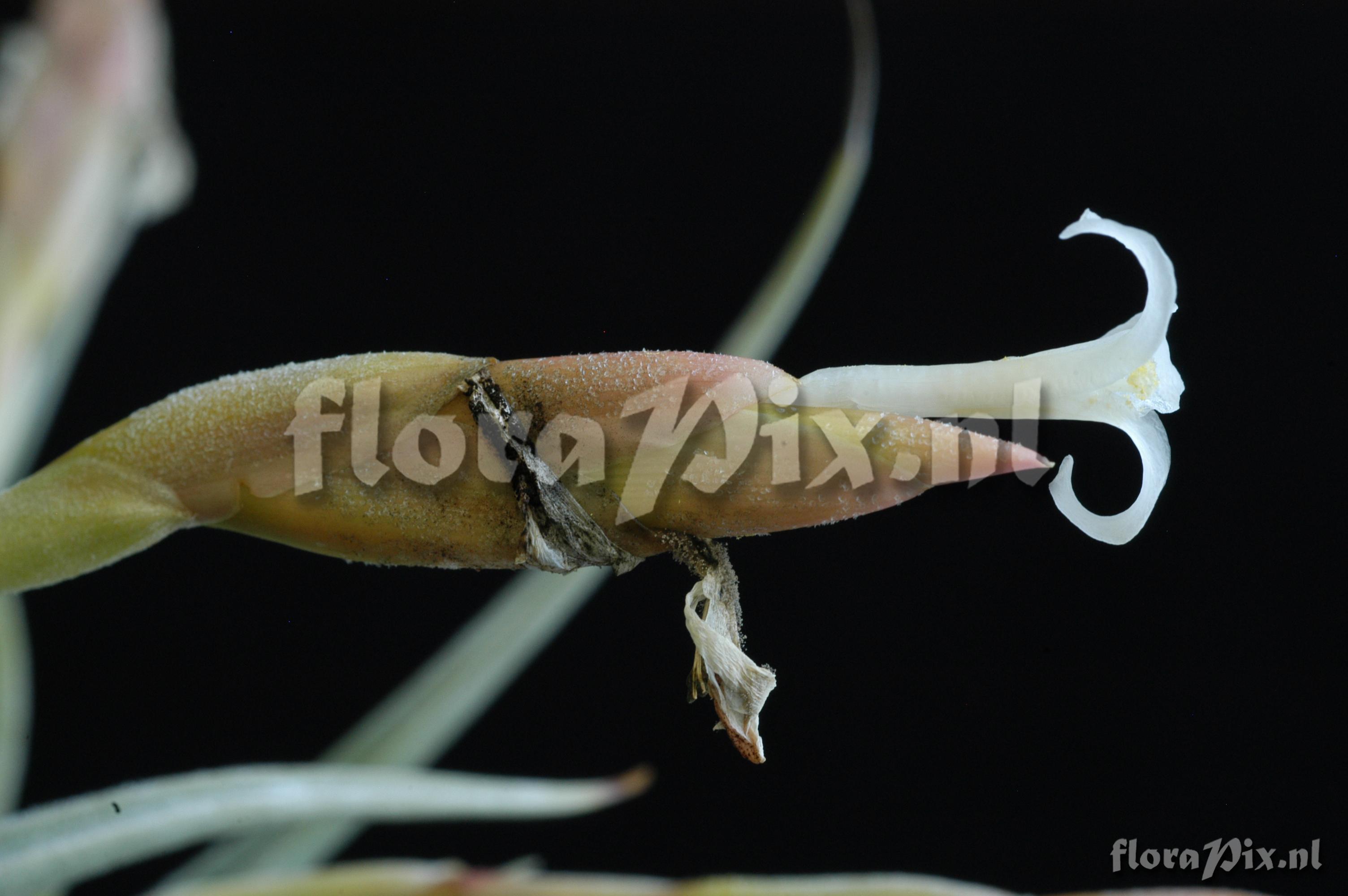 Tillandsia cf. bermejoensis