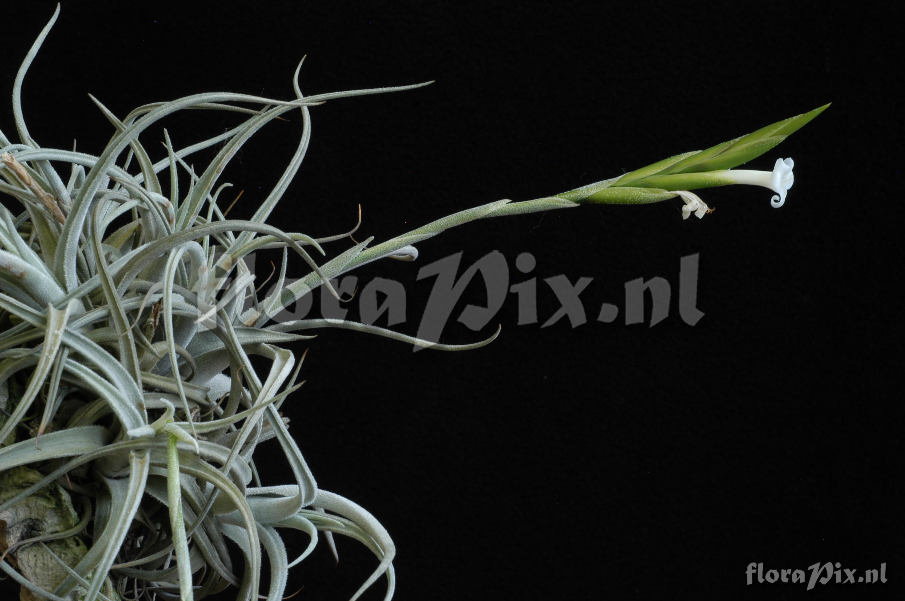 Tillandsia chiletensis