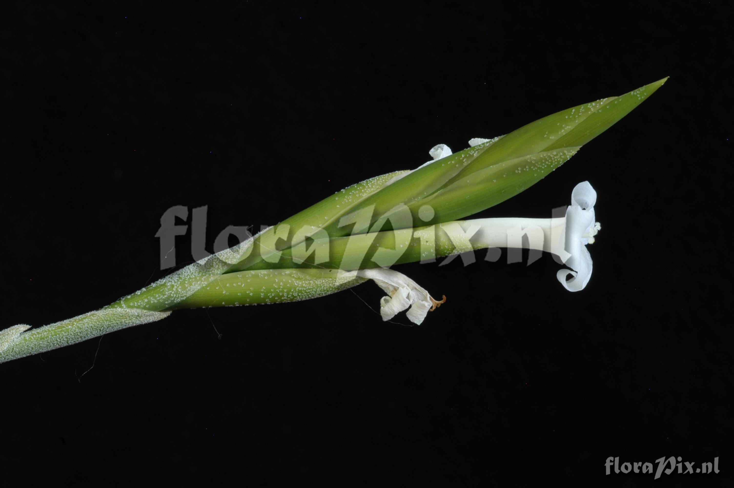 Tillandsia chiletensis