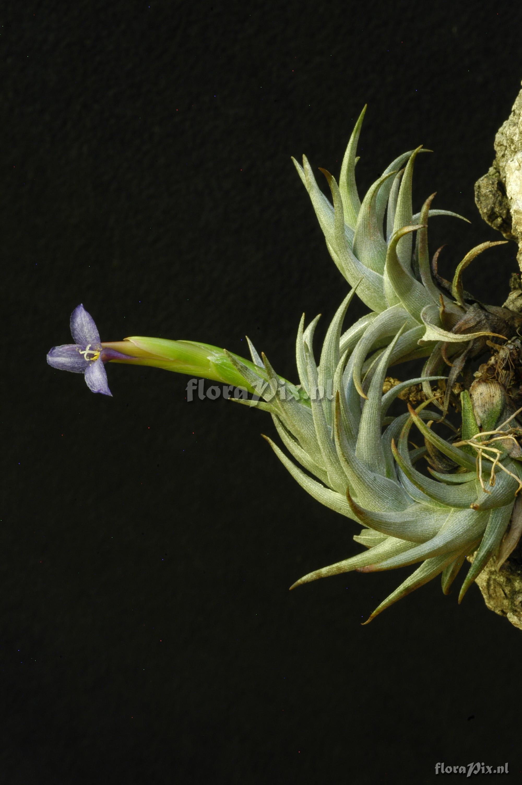 Tillandsia colganii