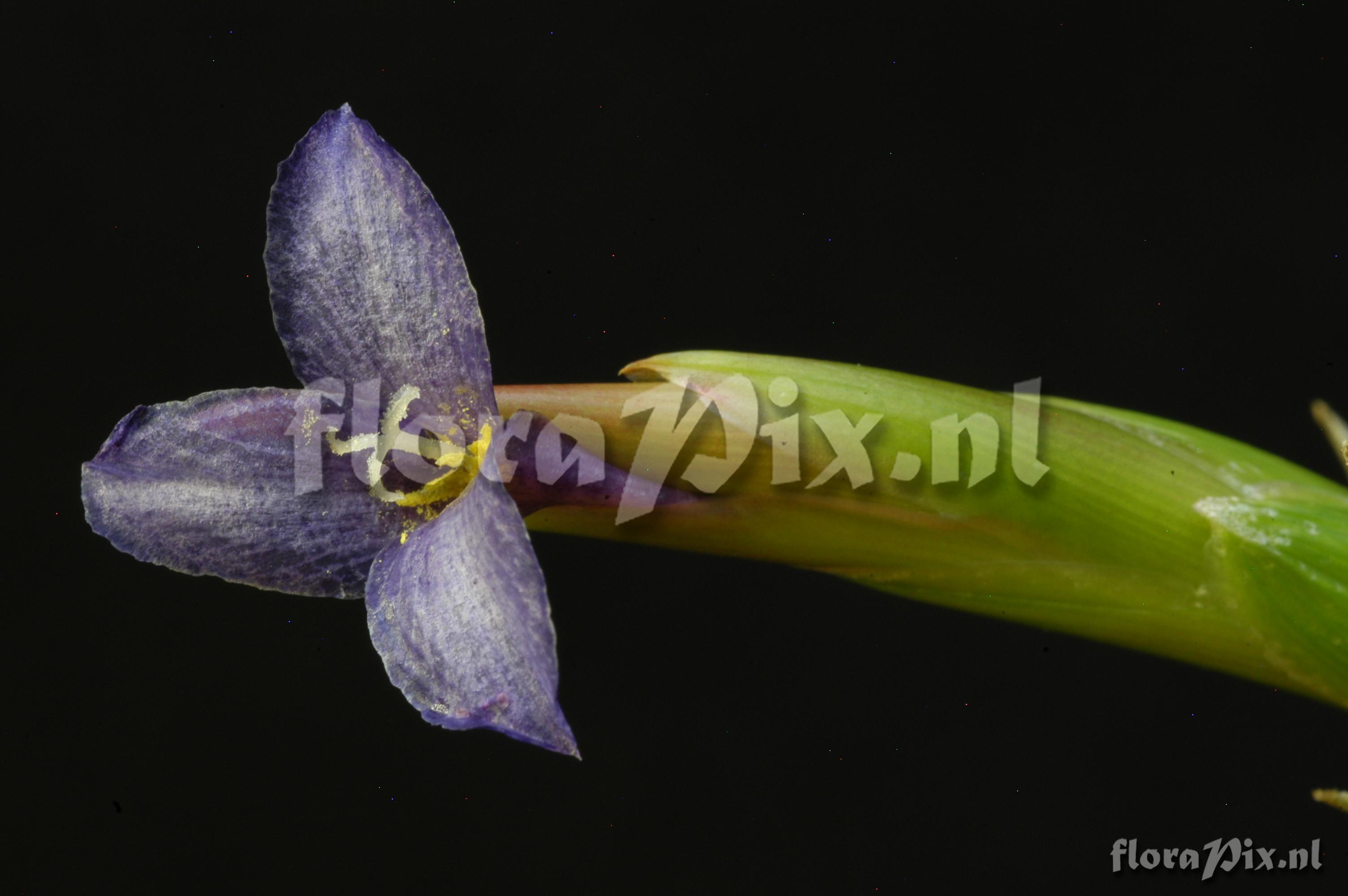 Tillandsia colganii