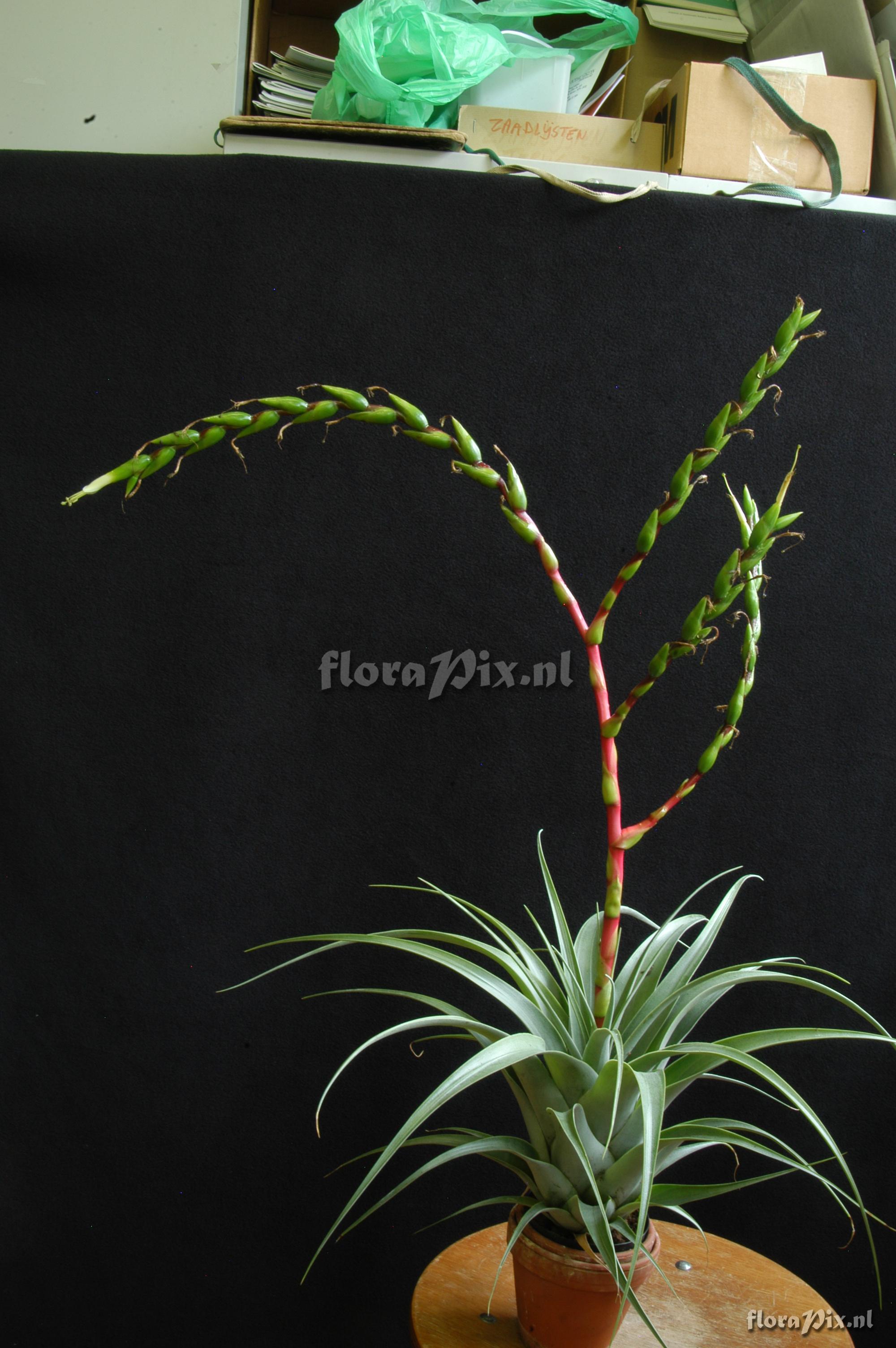 Tillandsia comitanensis