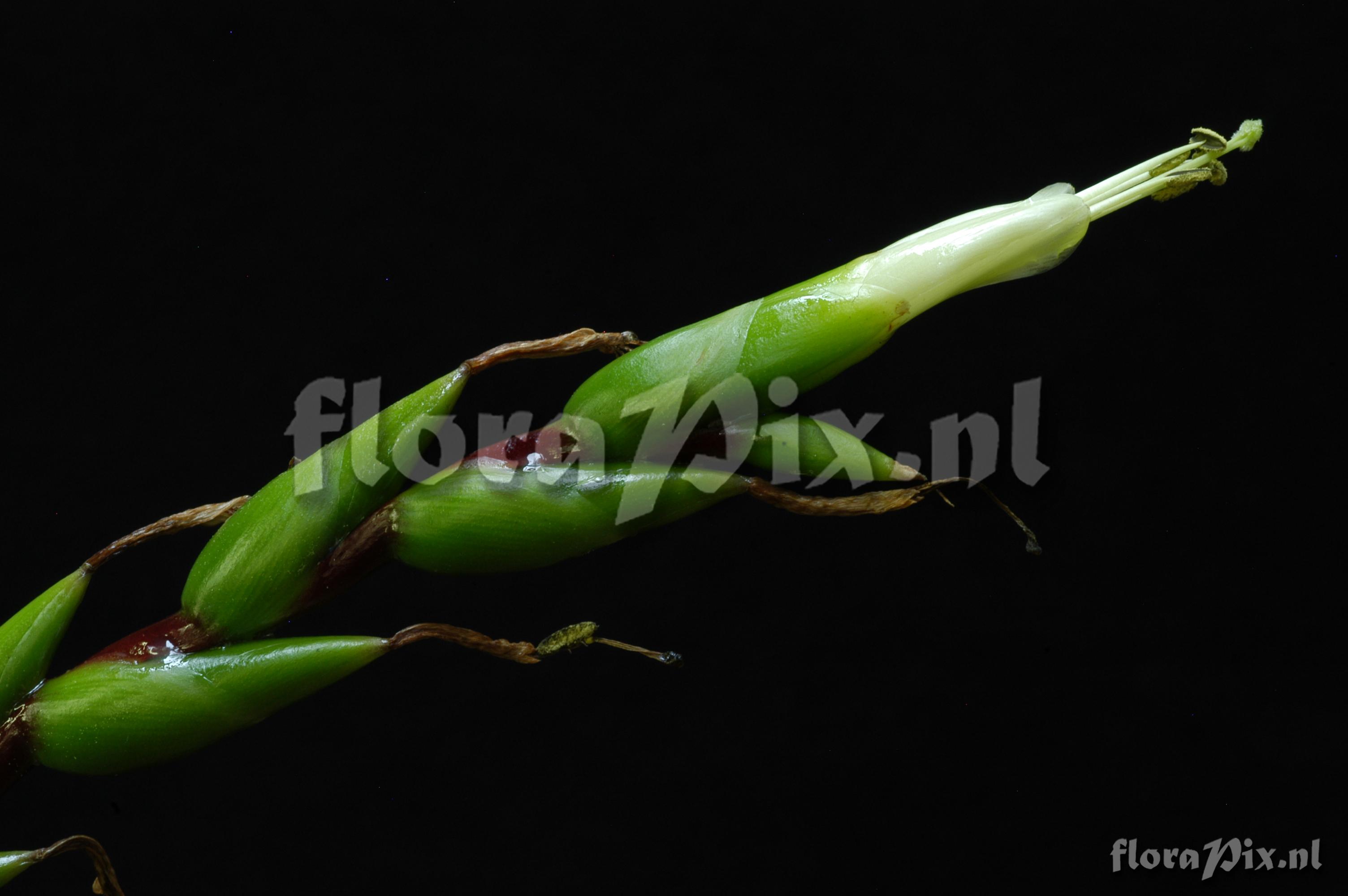 Tillandsia comitanensis