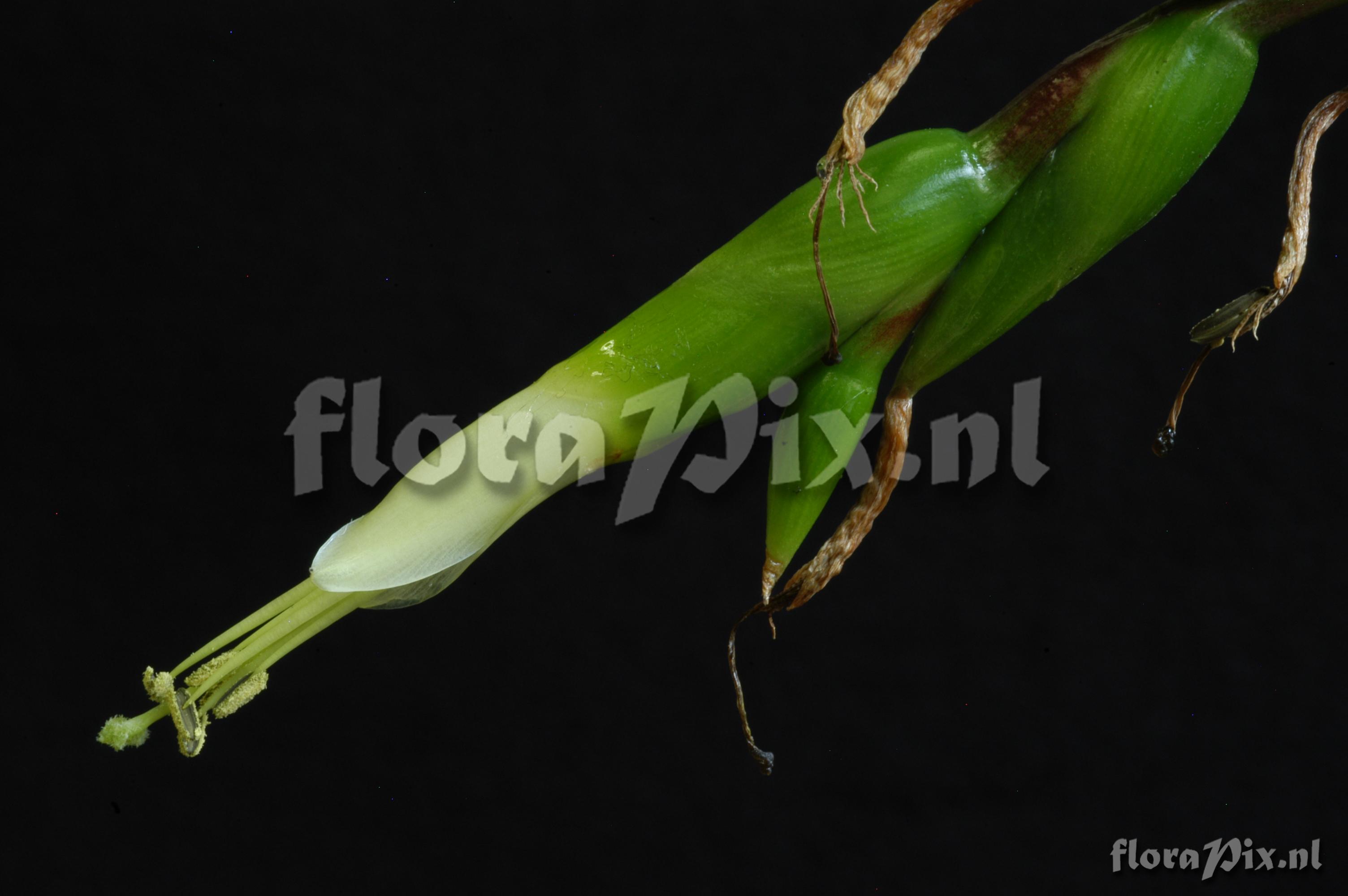 Tillandsia comitanensis