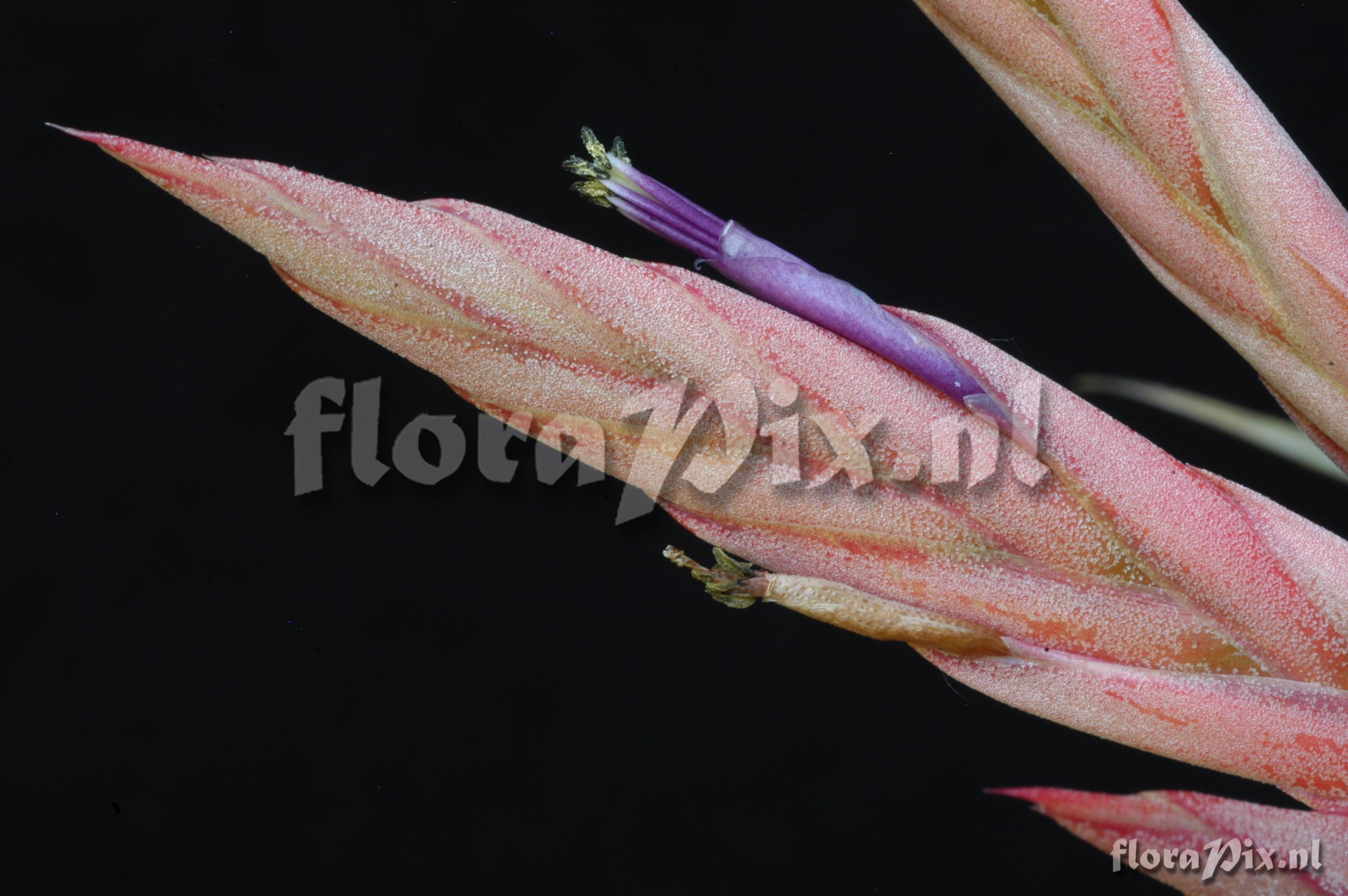 Tillandsia elizabethae