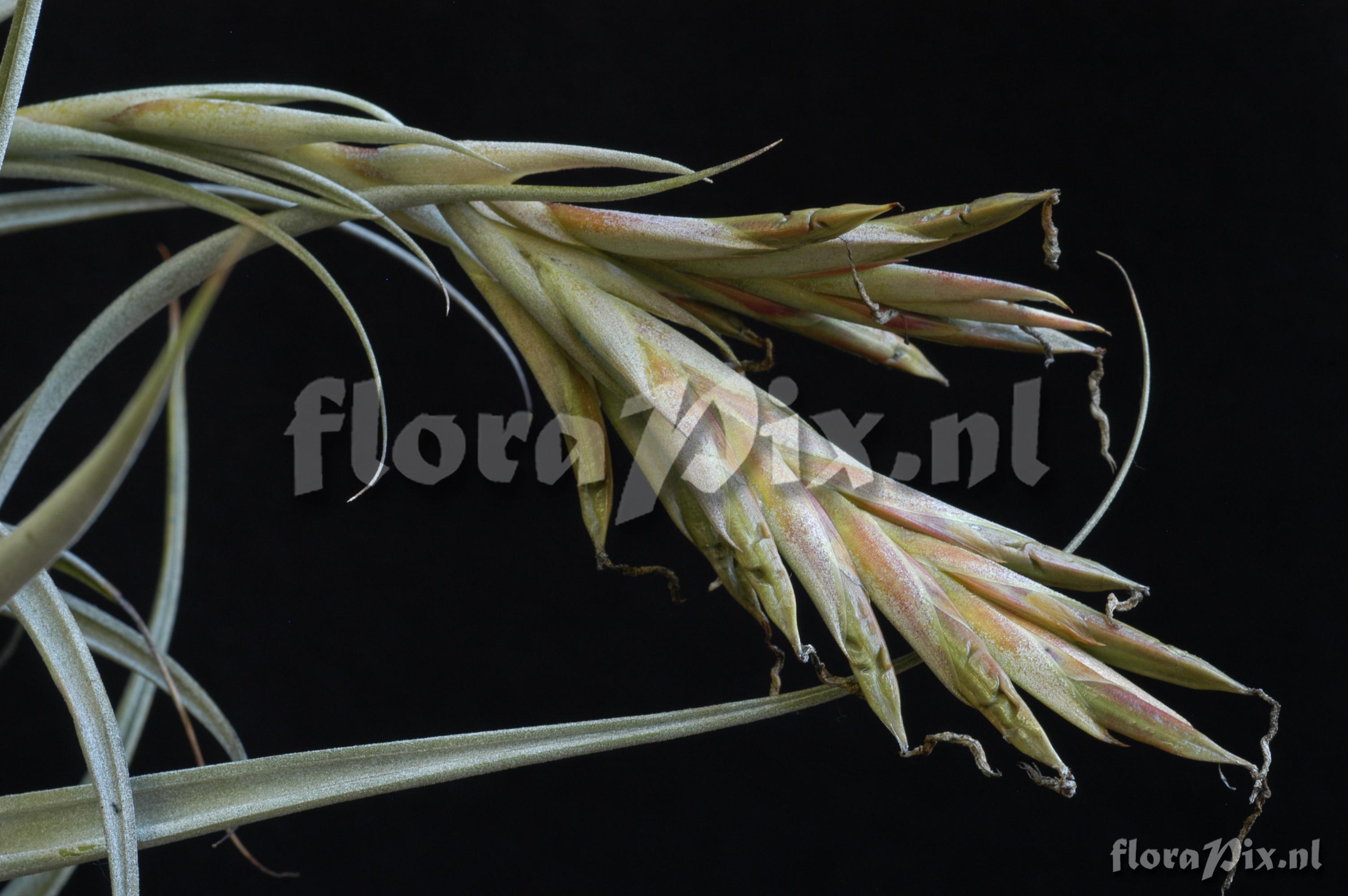 Tillandsia elizabethiae