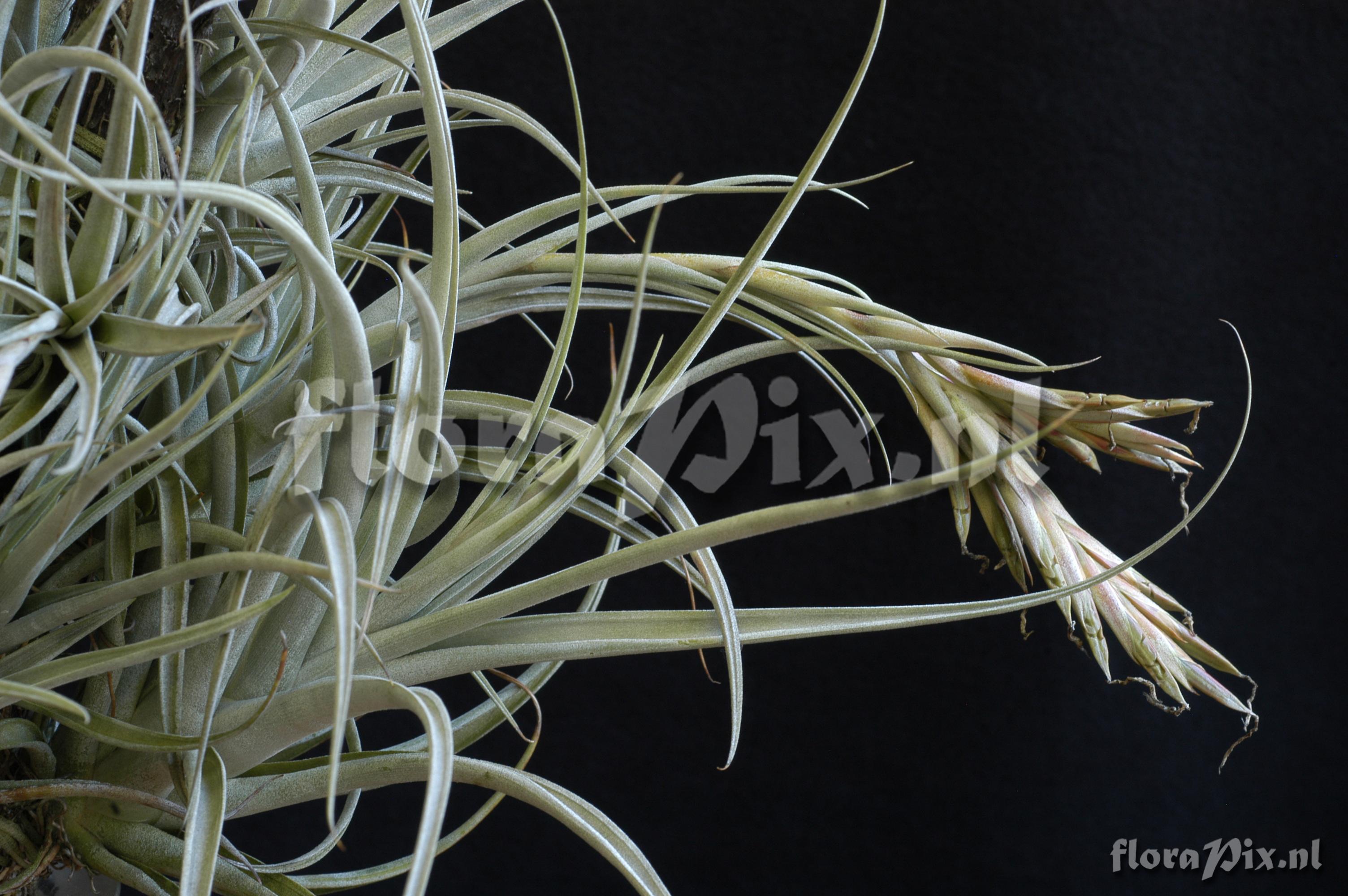 Tillandsia alvareziae 2008GR01408