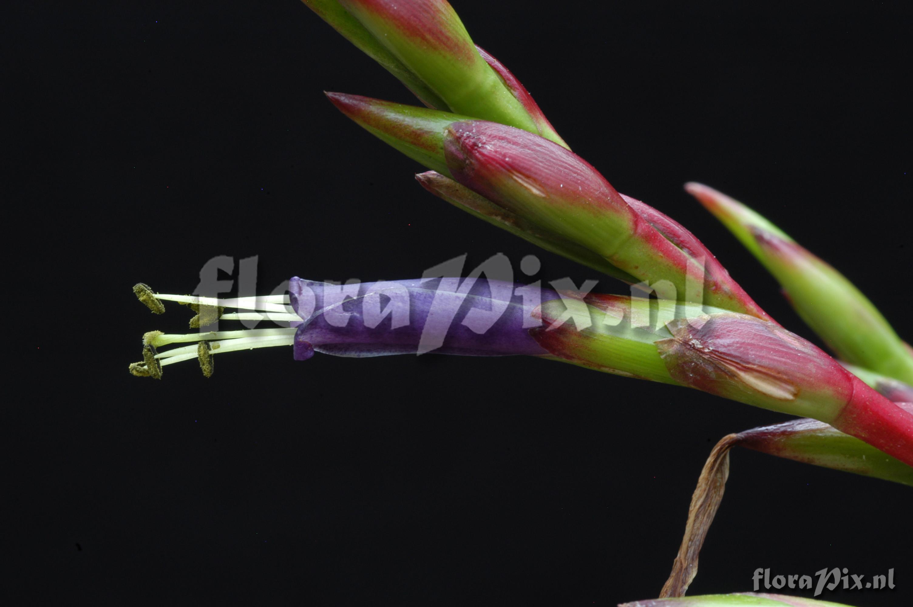 Tillandsia extensa