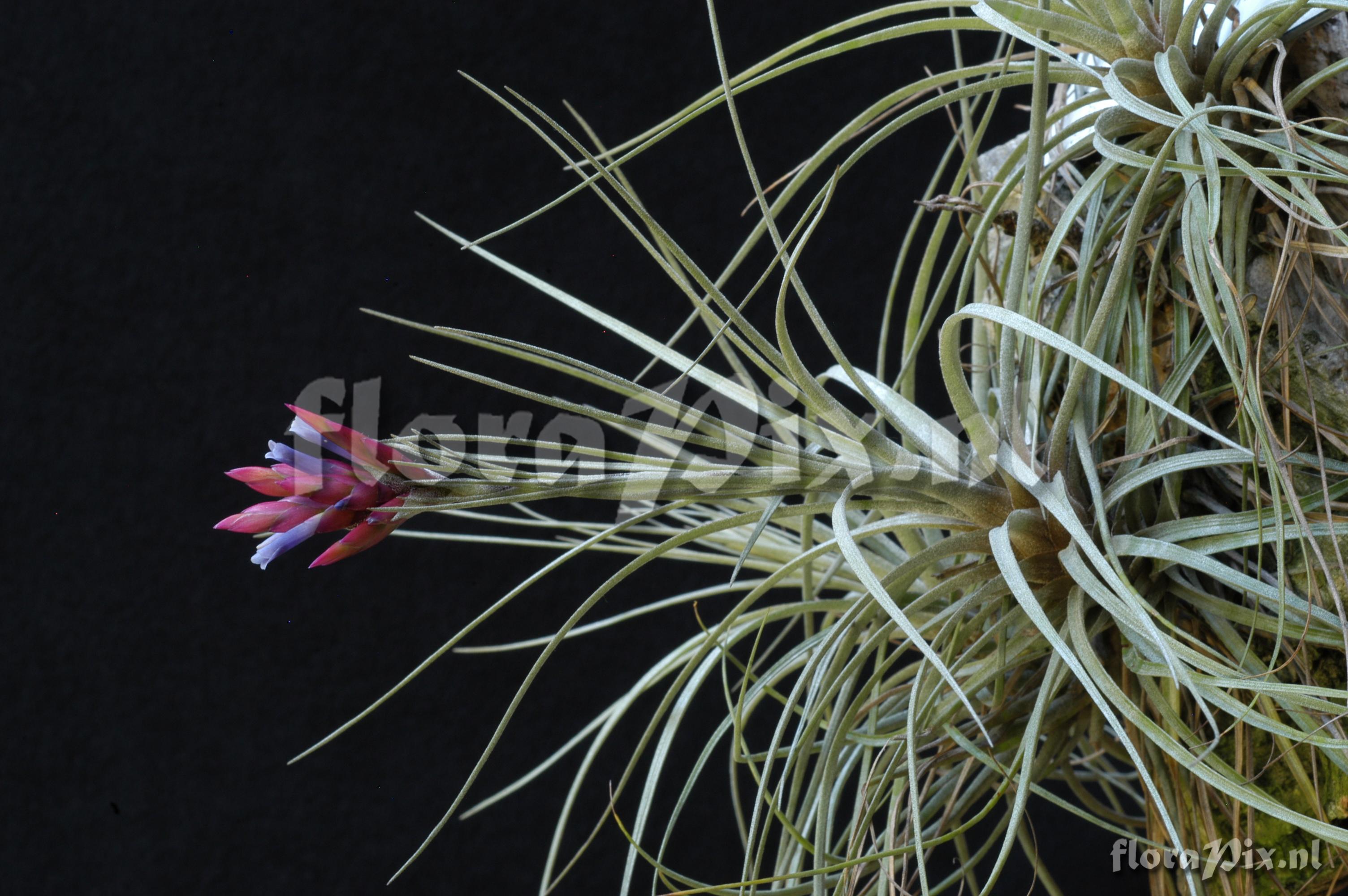 Tillandsia floribunda