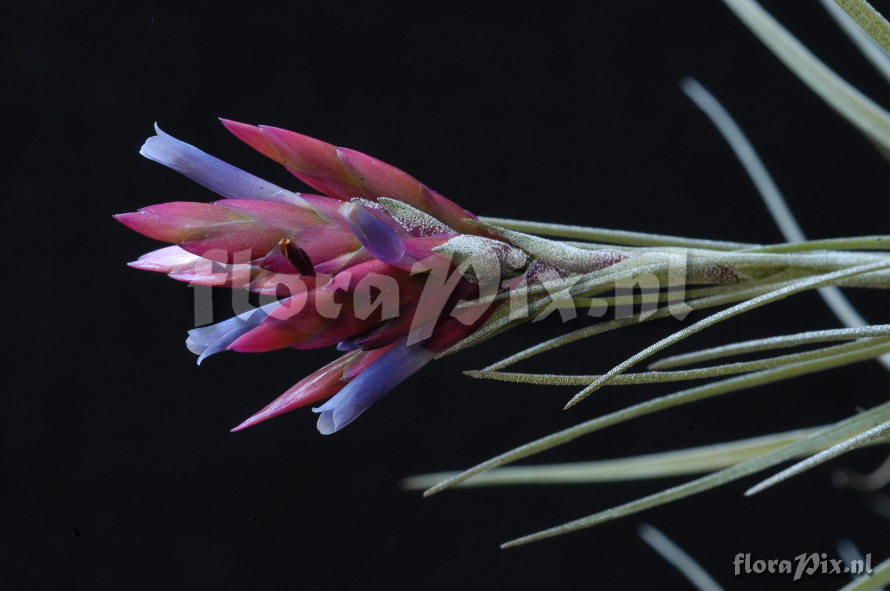 Tillandsia floribunda