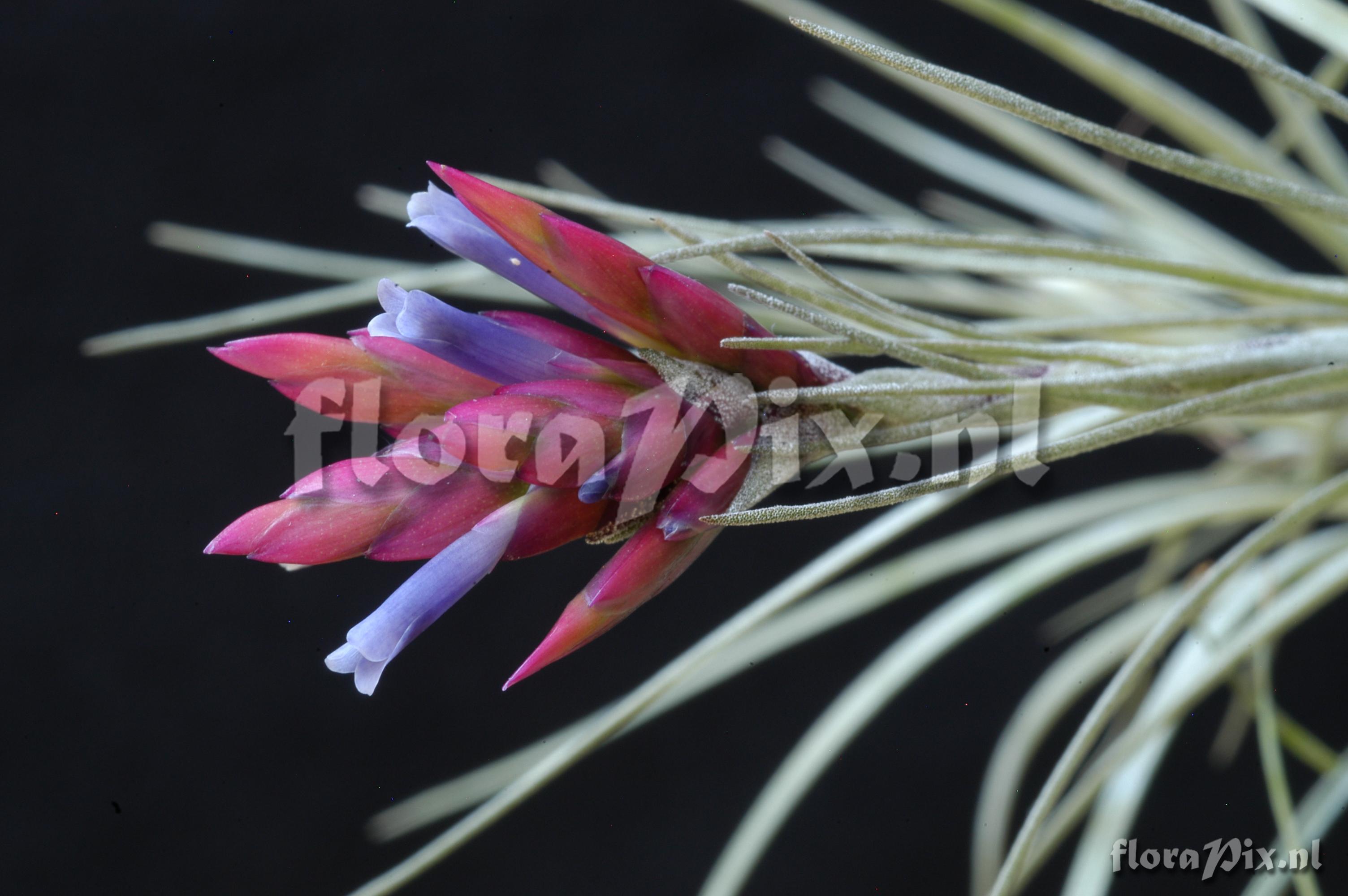 Tillandsia floribunda