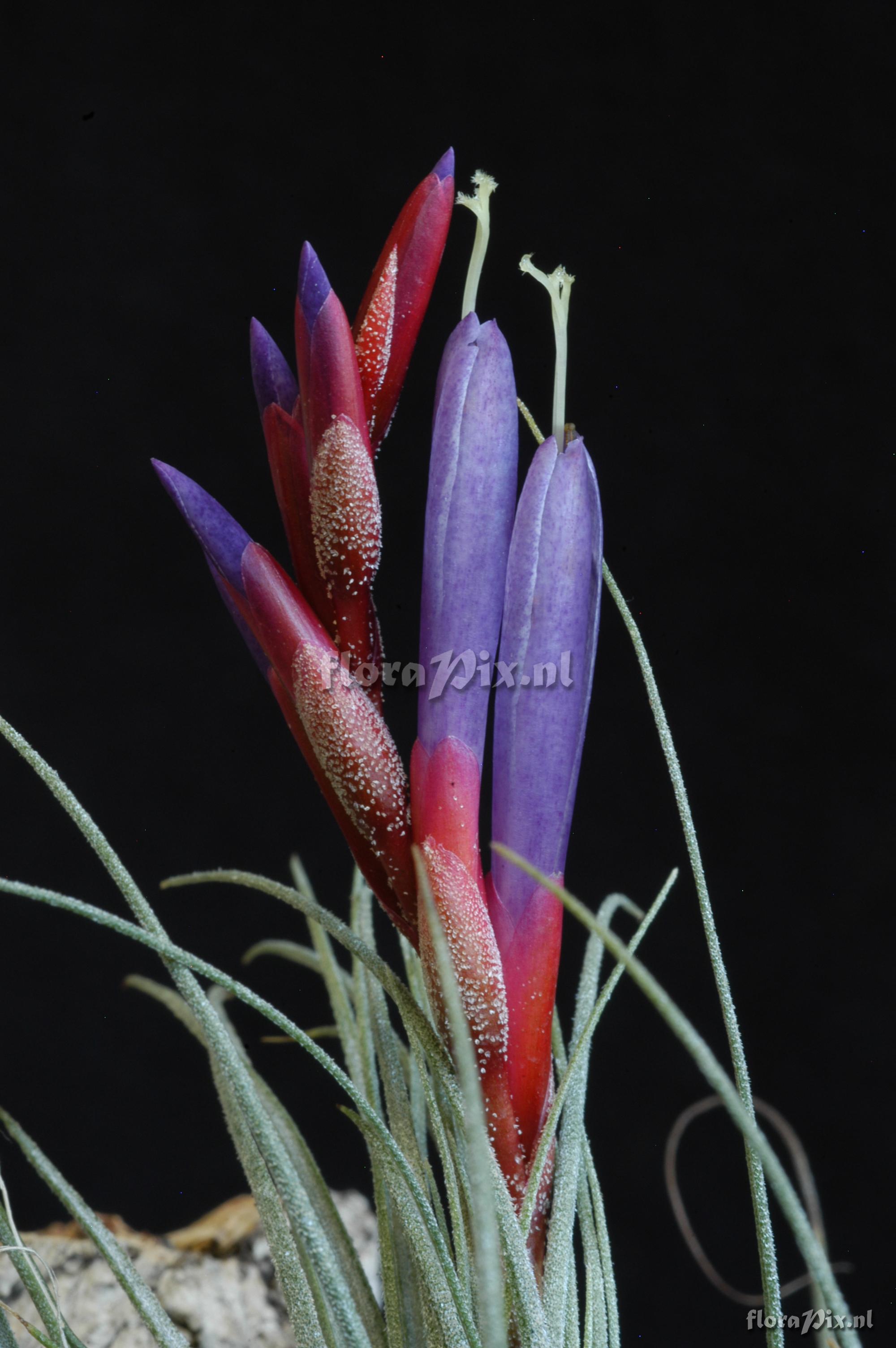 Tillandsia fuchsii x Tillandsia juncea