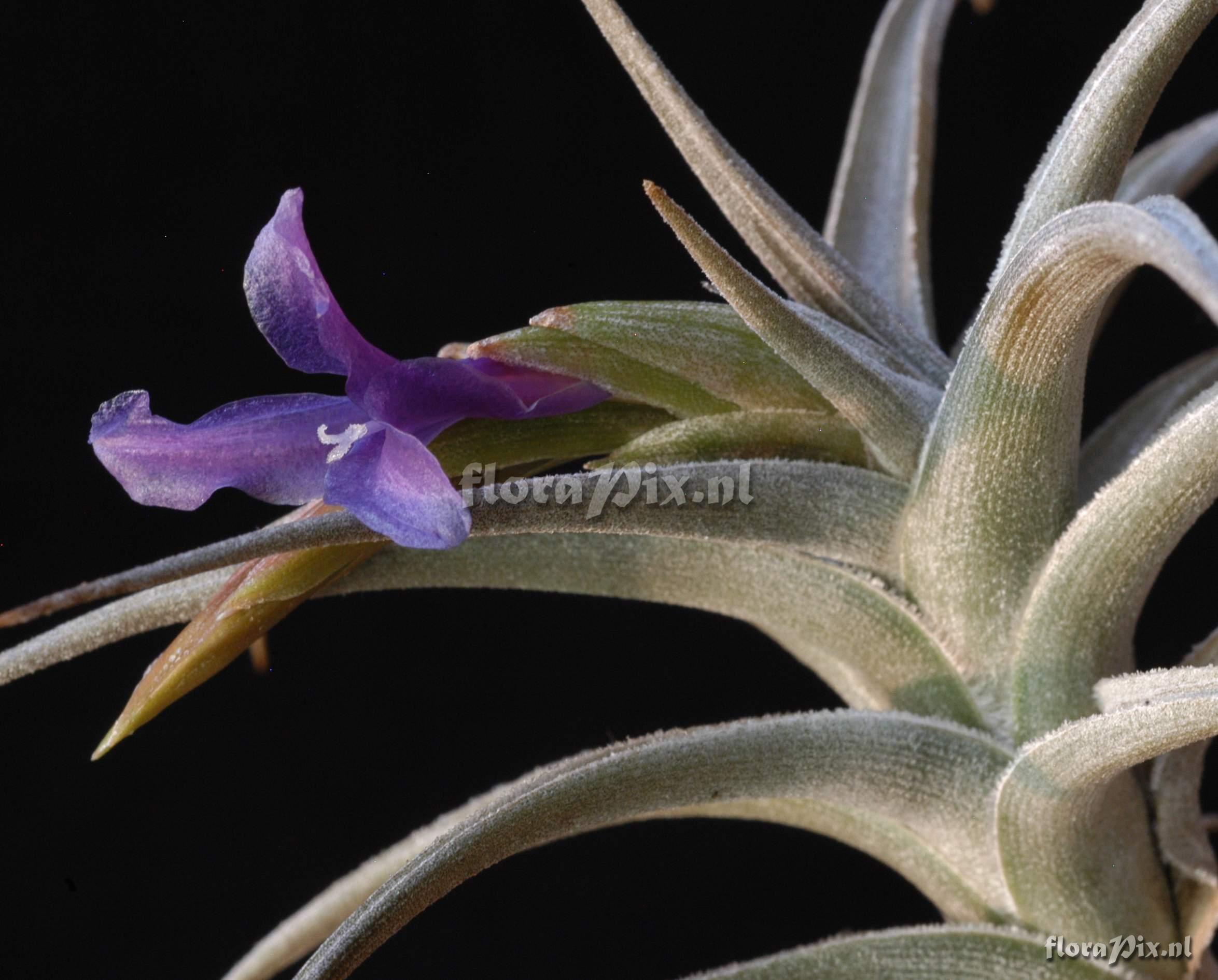 Tillandsia gerdae