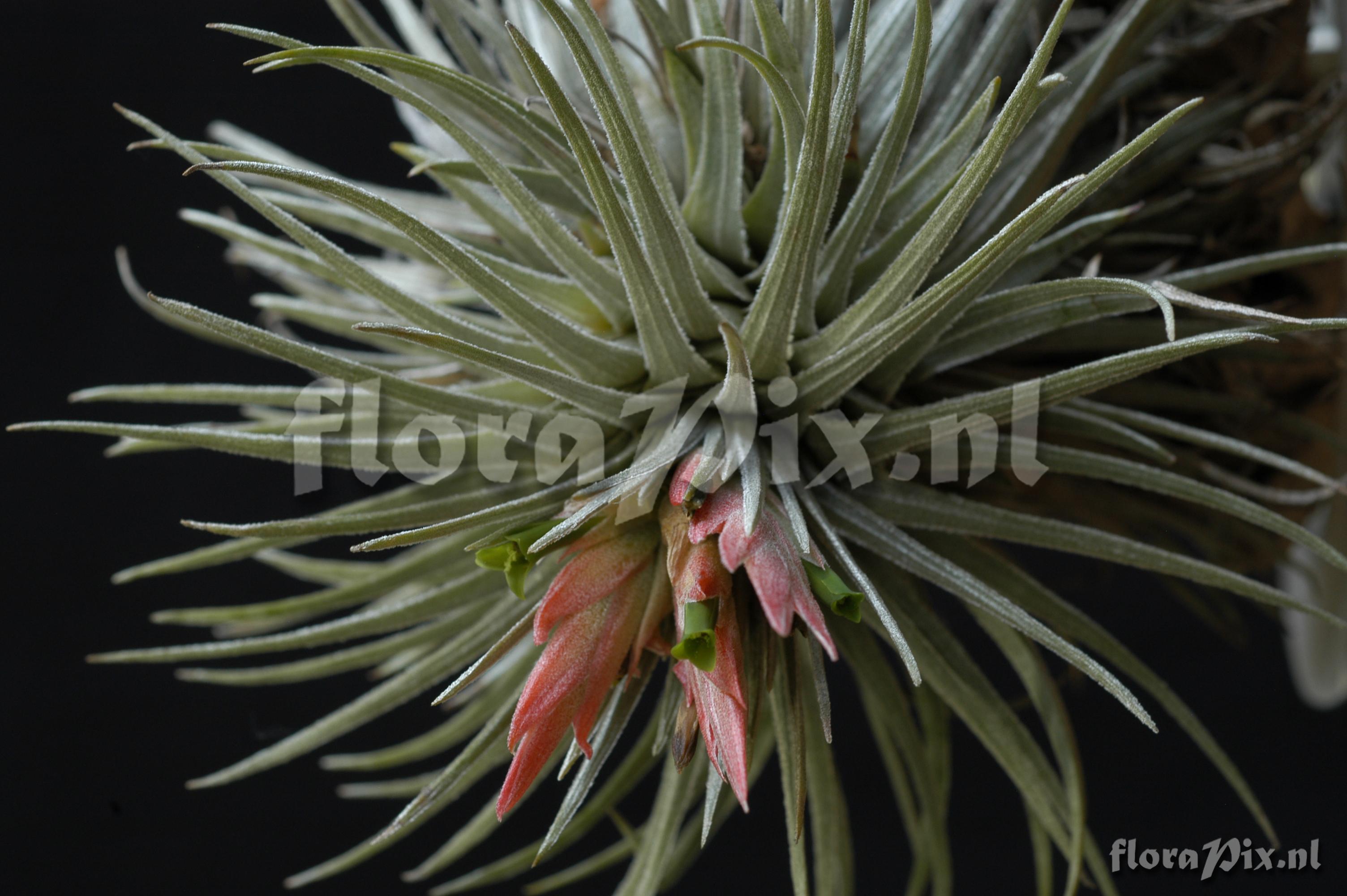 Tillandsia grandispica ined.