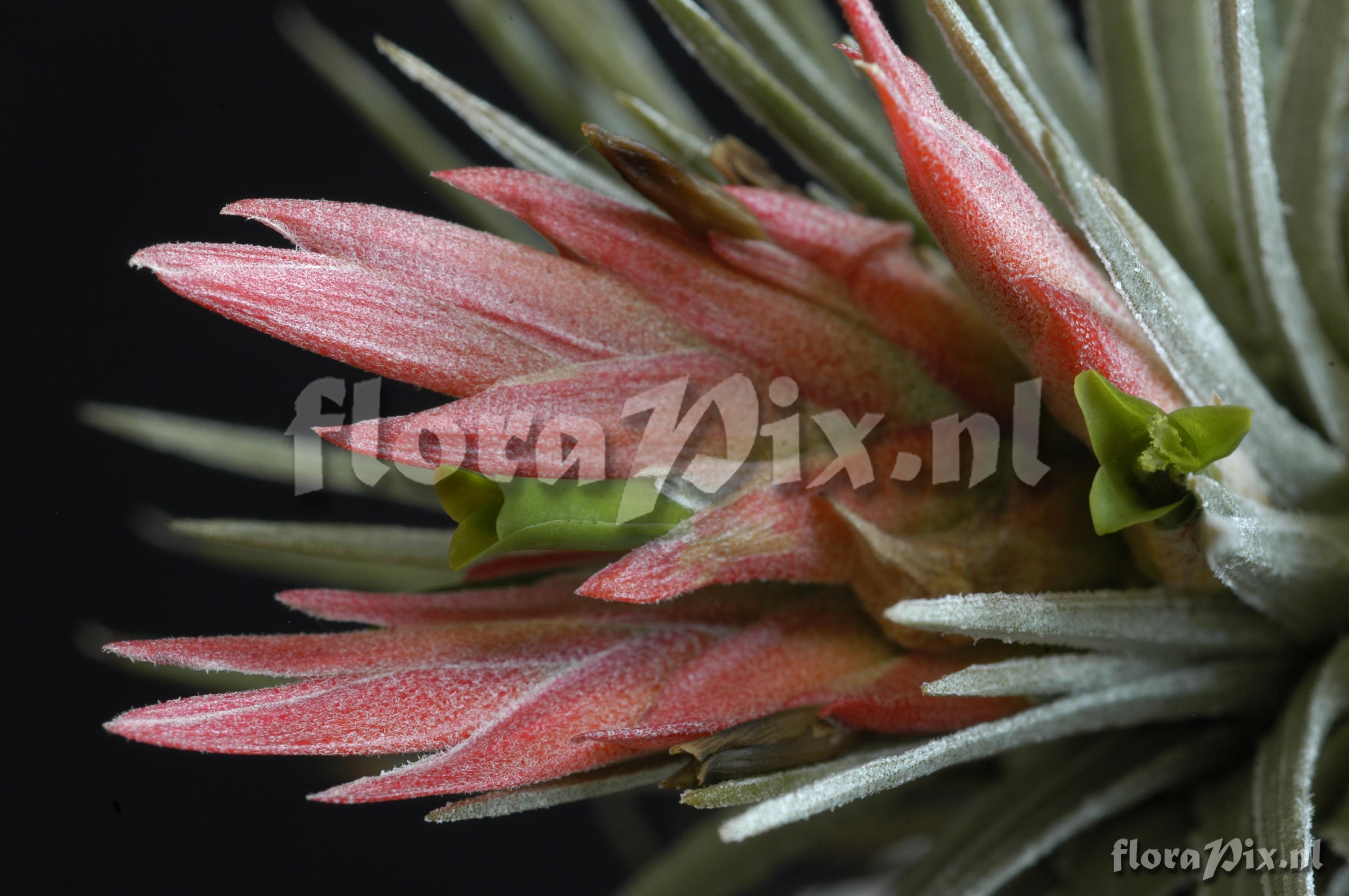 Tillandsia grandispica ined.