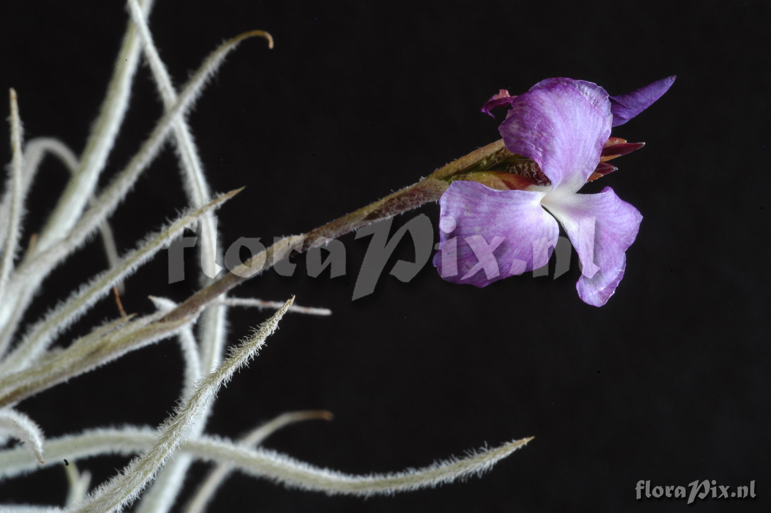 Tillandsia grao-mogolensis