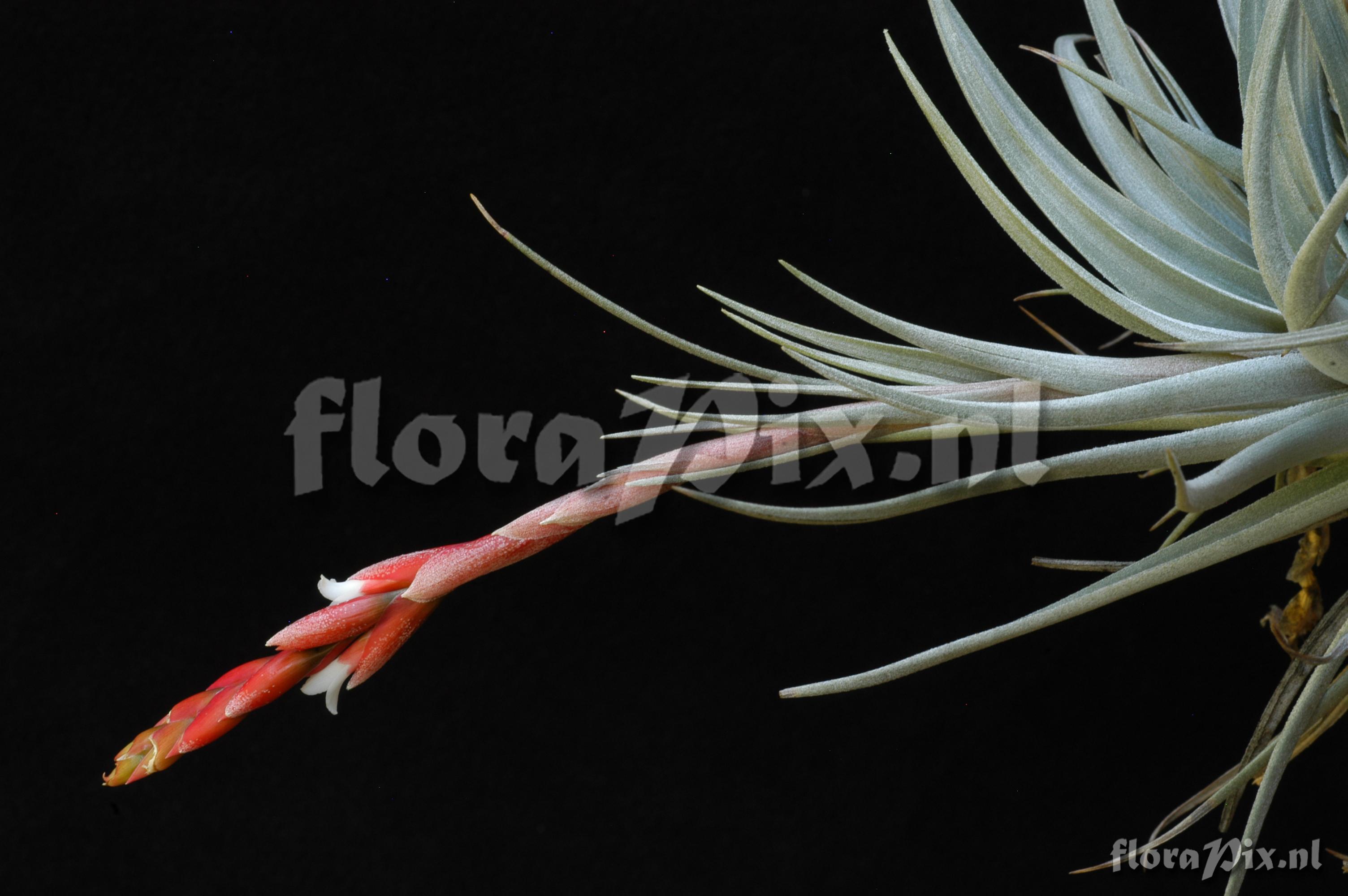 Tillandsia guelzii