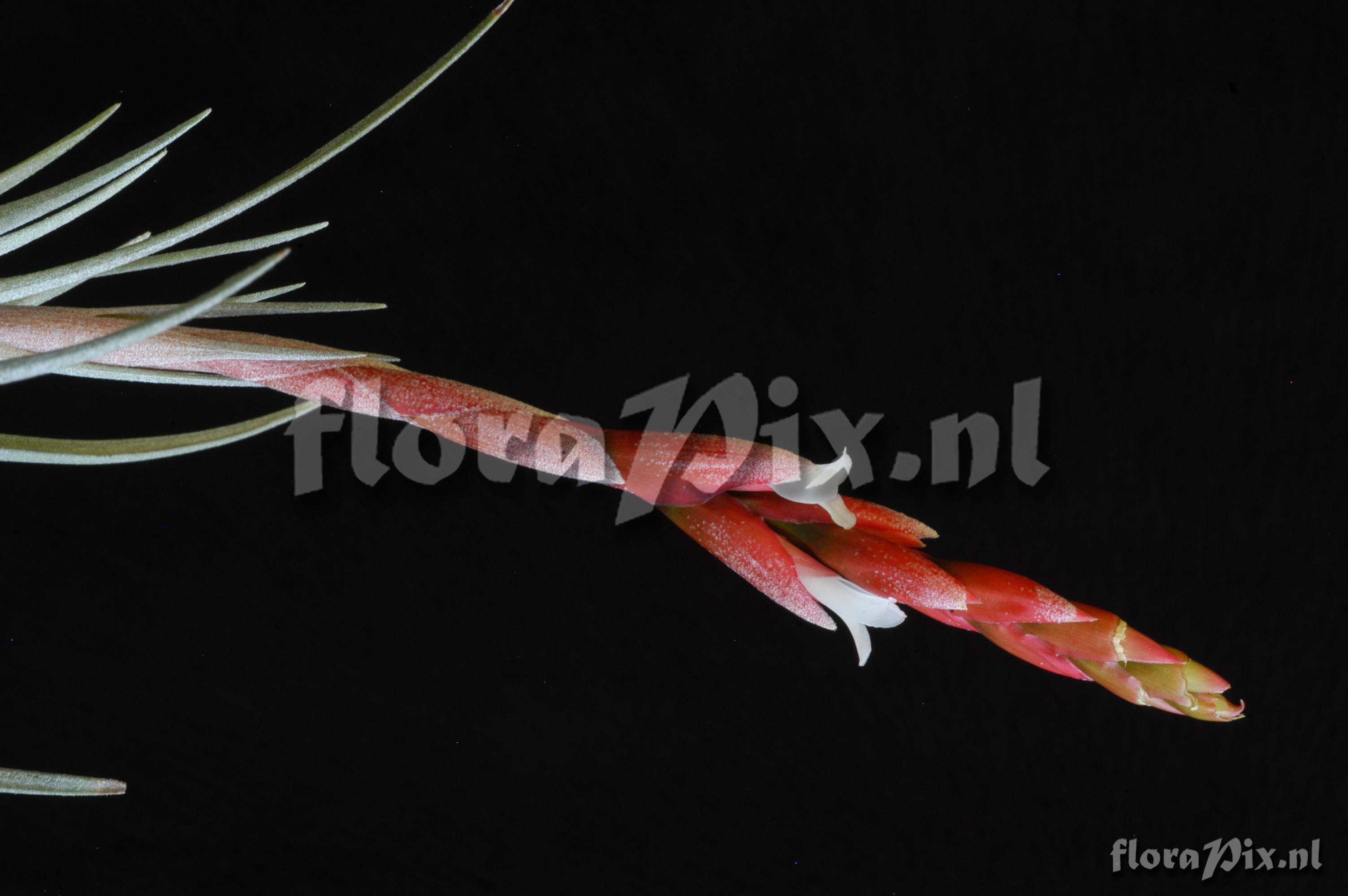 Tillandsia guelzii