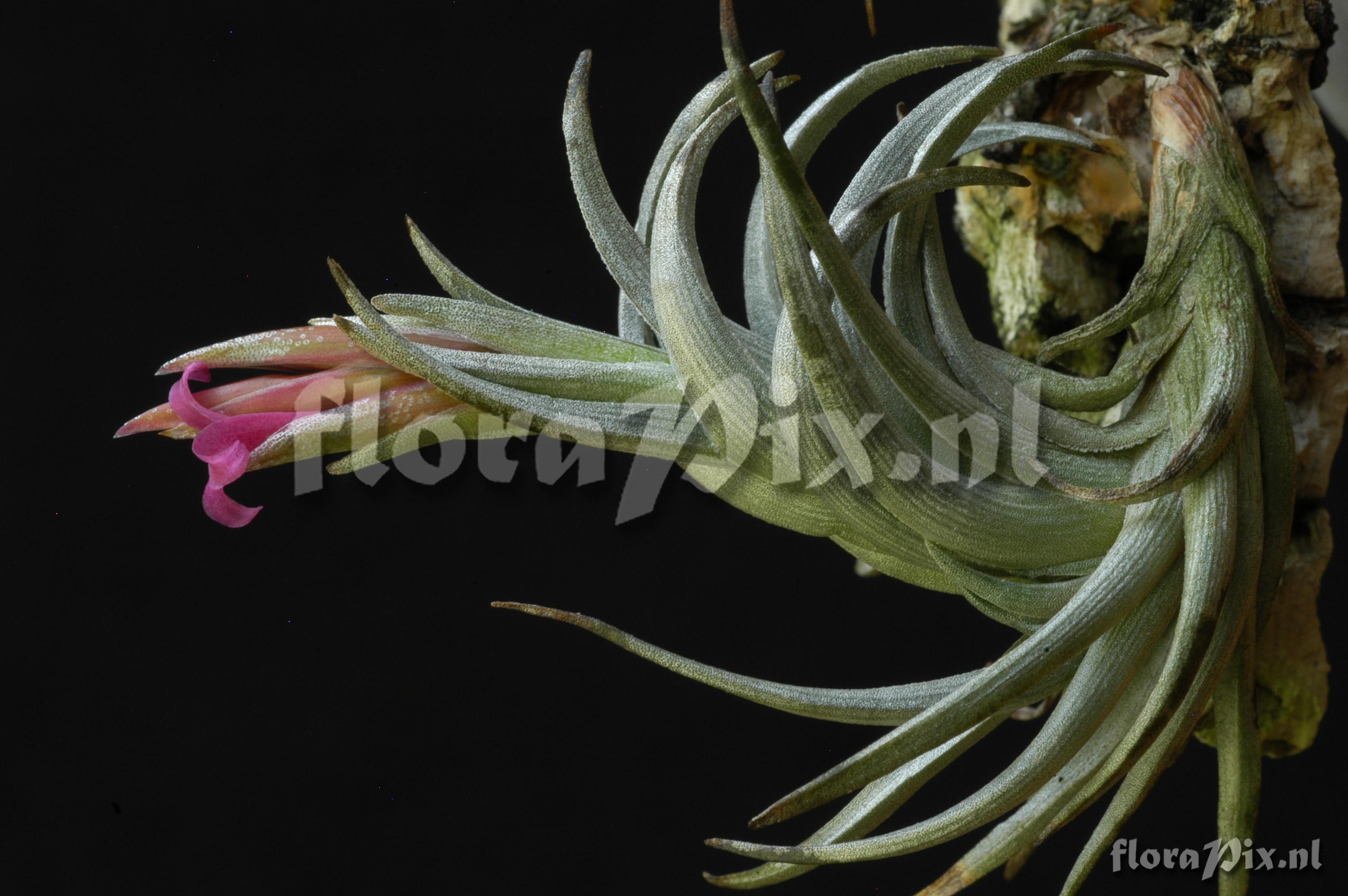 Tillandsia hasei