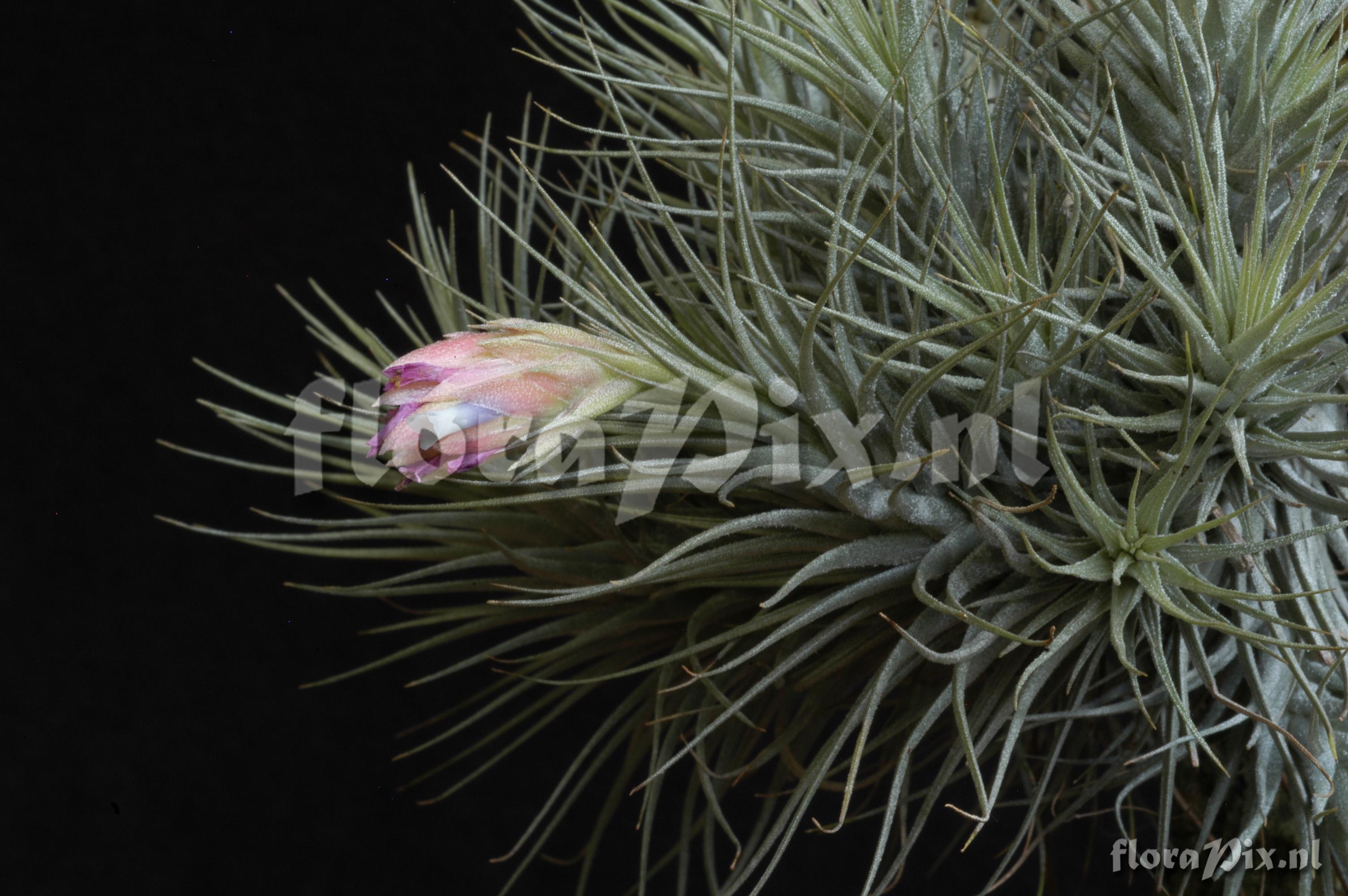 Tillandsia heteromorpha