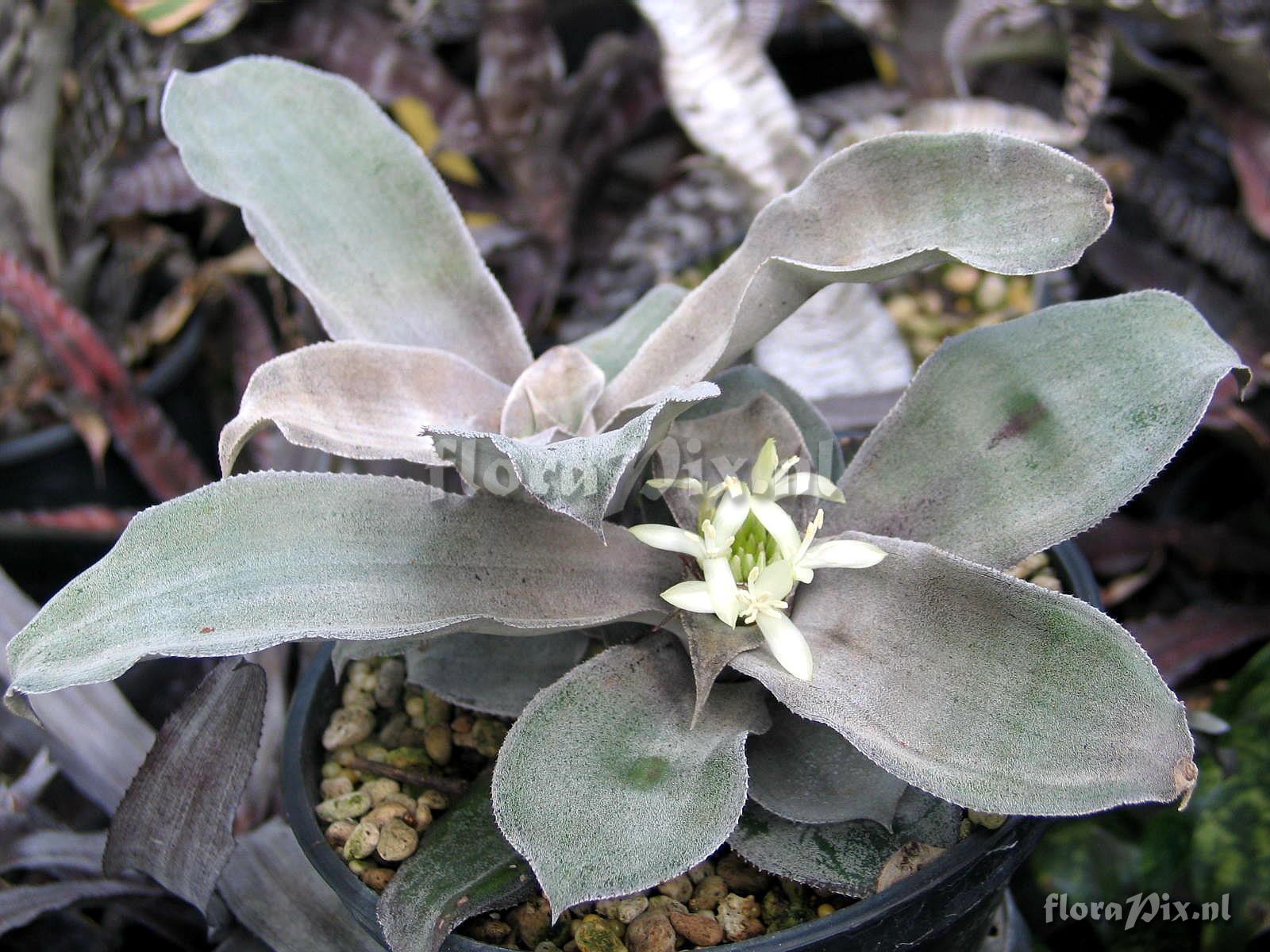 Cryptanthus argyrophyllus