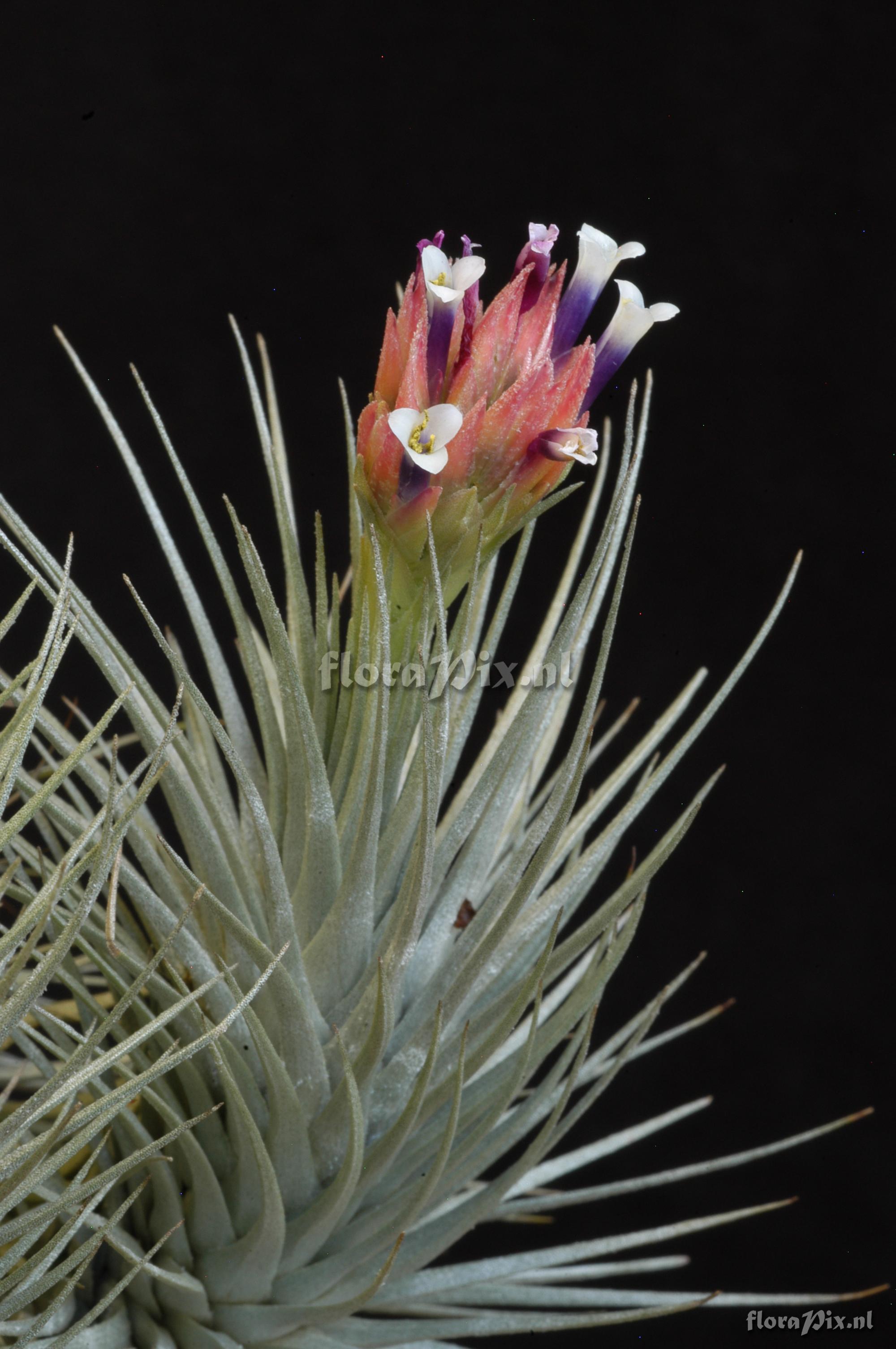 Tillandsia heteromorpha 2007GR01156