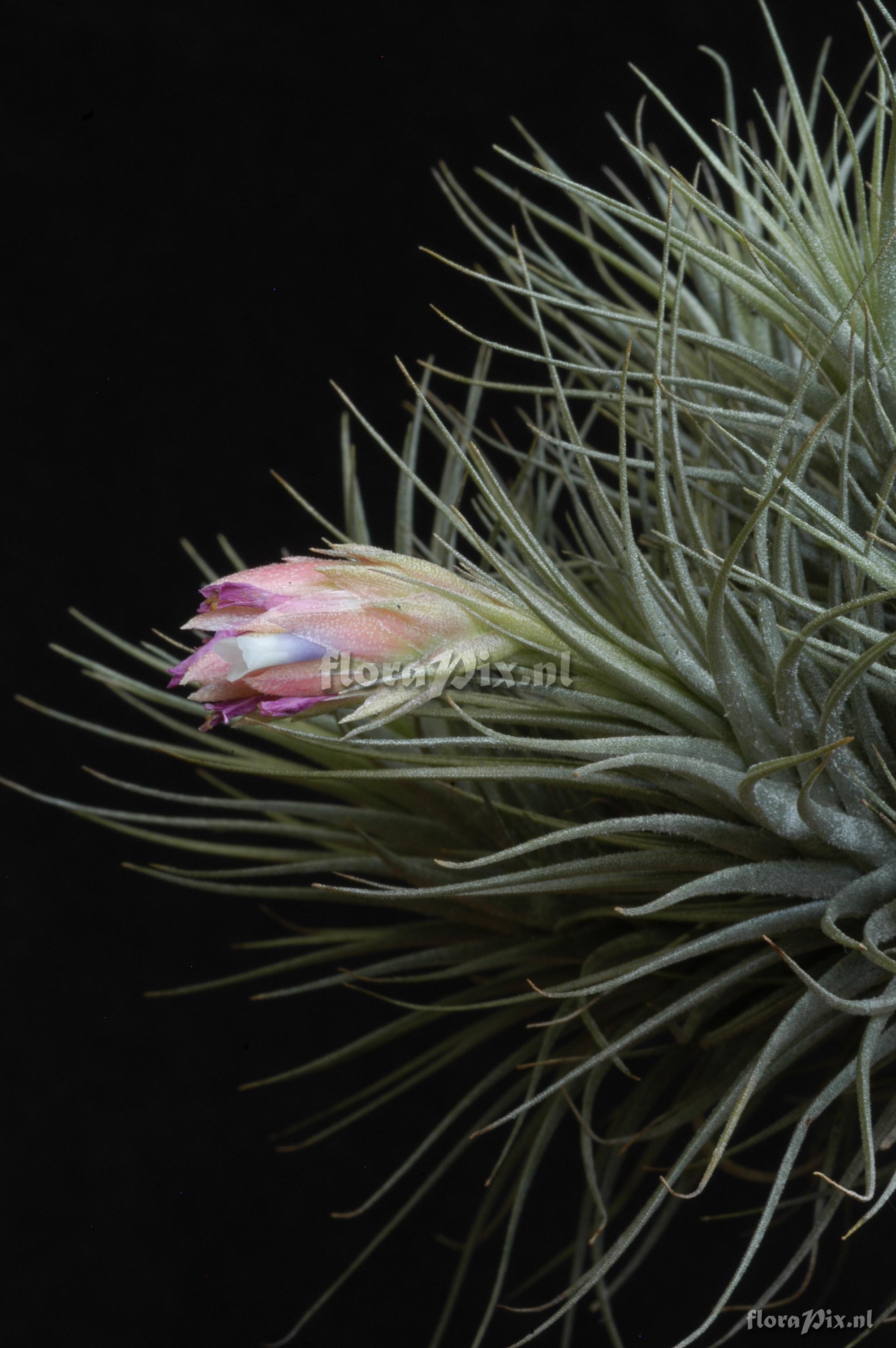 Tillandsia heteromorpha