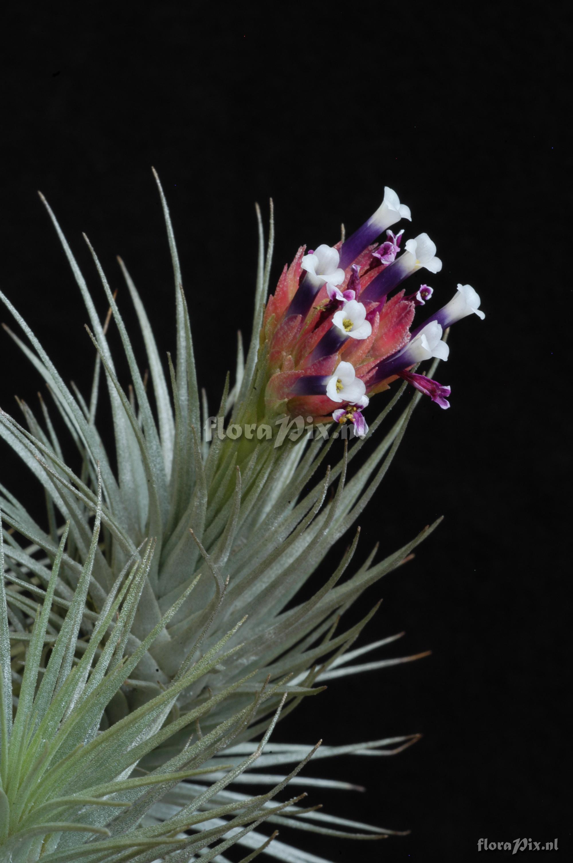 Tillandsia heteromorpha