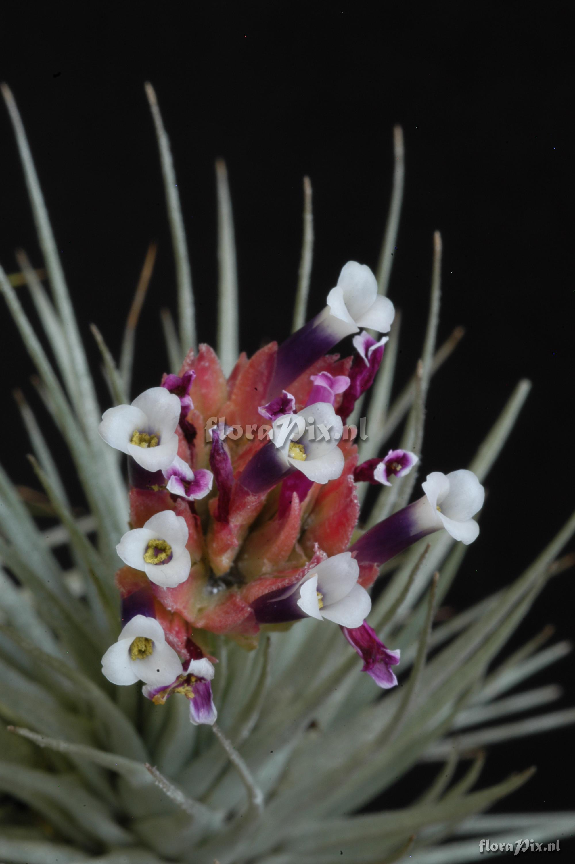 Tillandsia heteromorpha