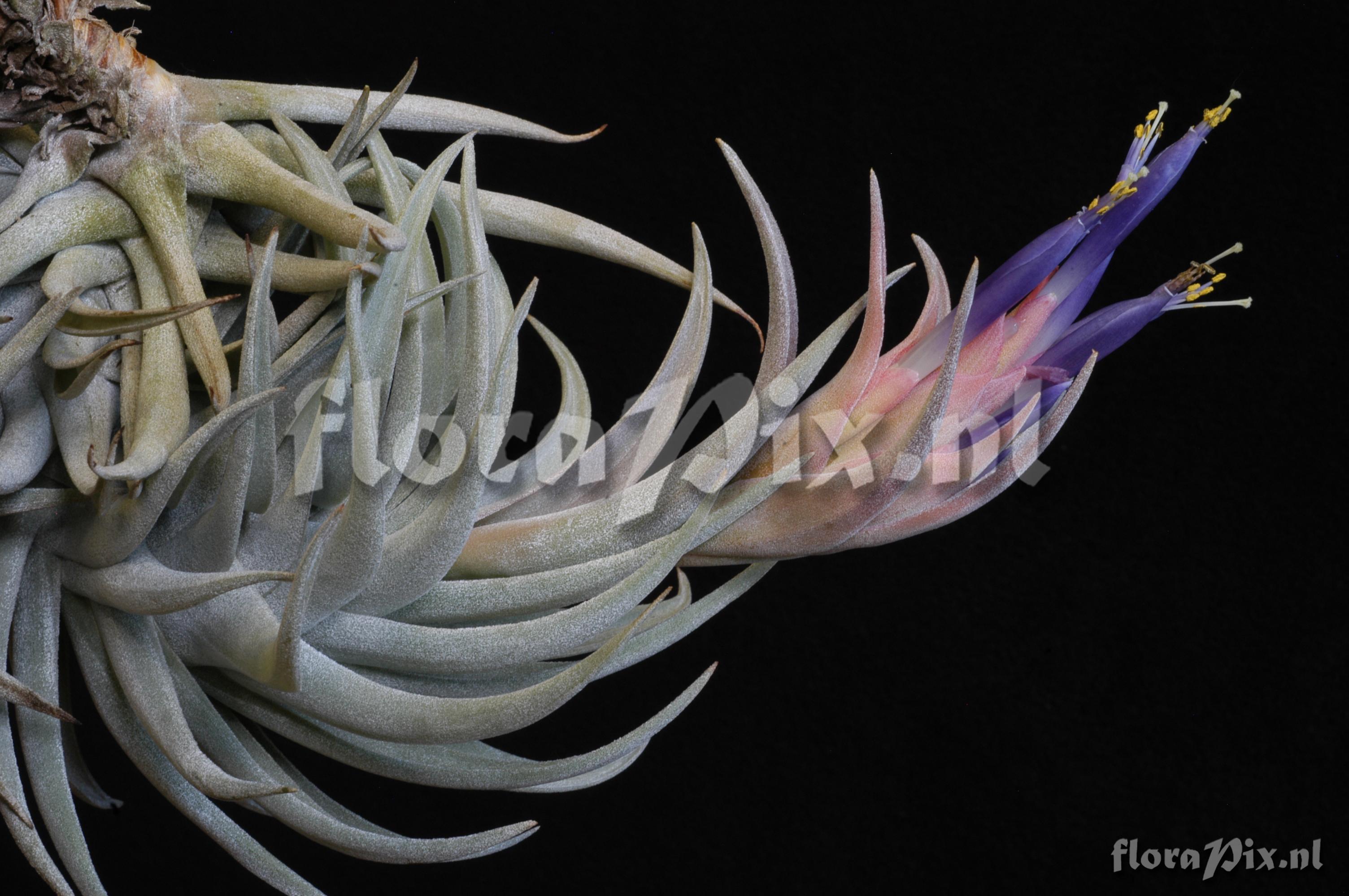 Tillandsia hondurensis