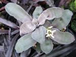 Cryptanthus argyrophyllus