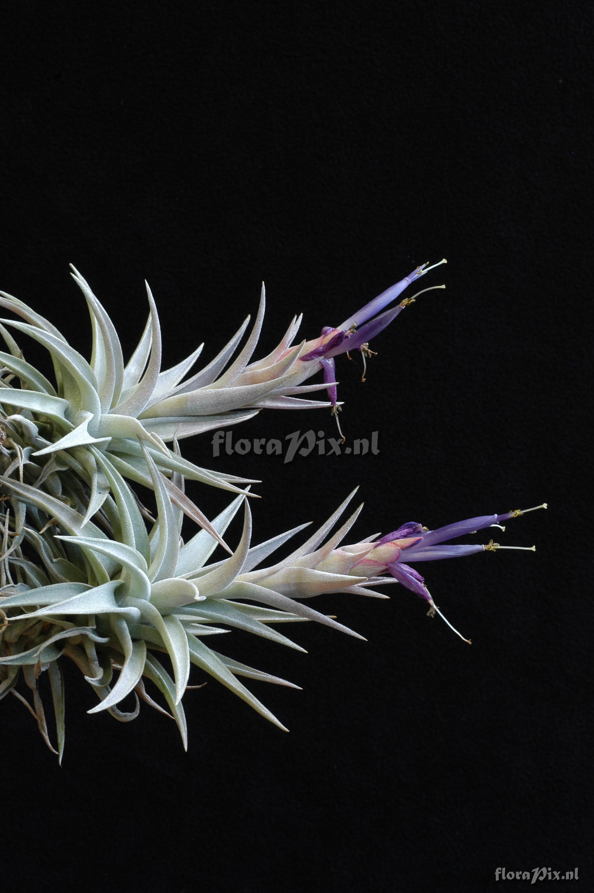 Tillandsia hondurensis