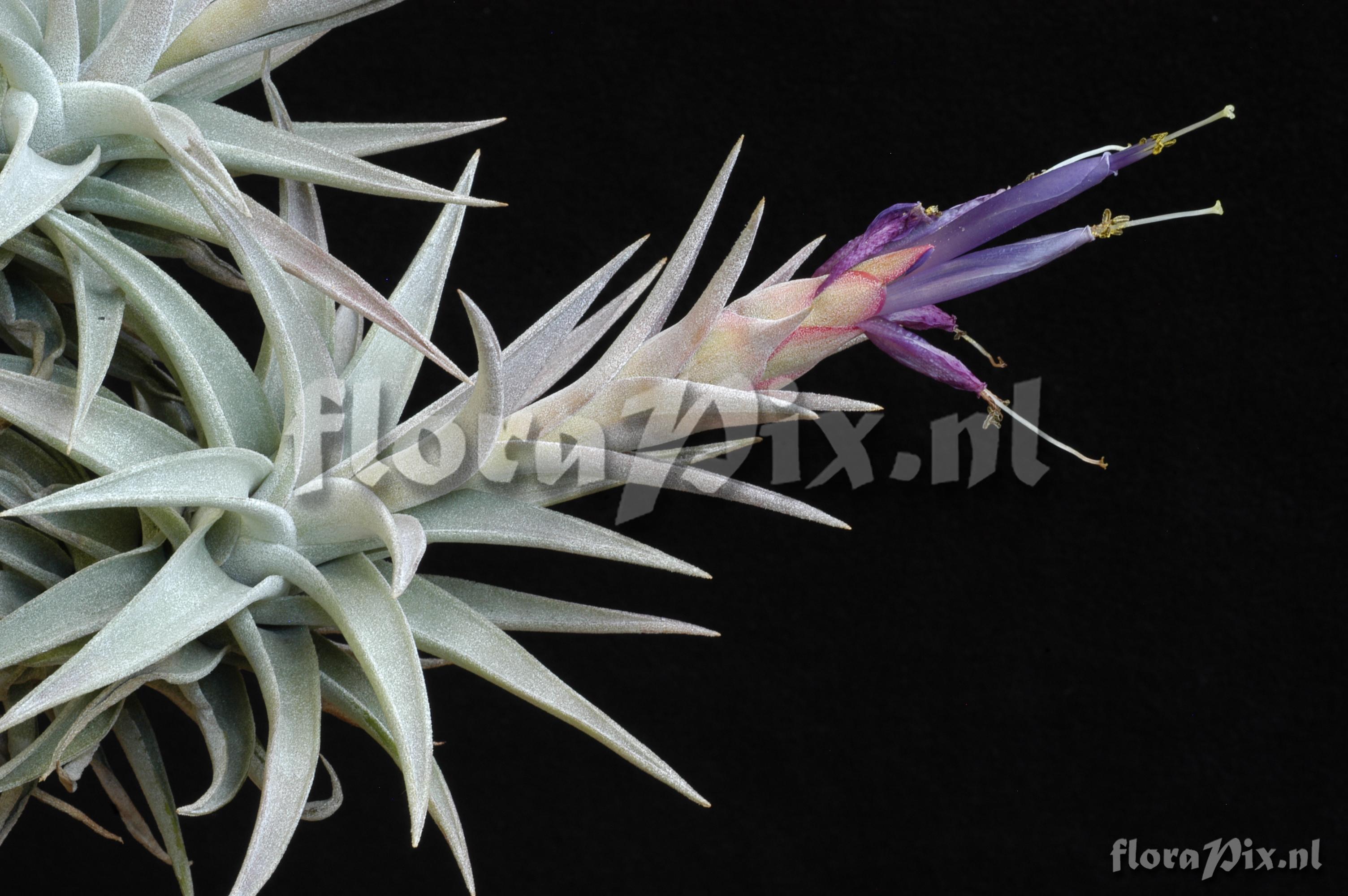 Tillandsia hondurensis