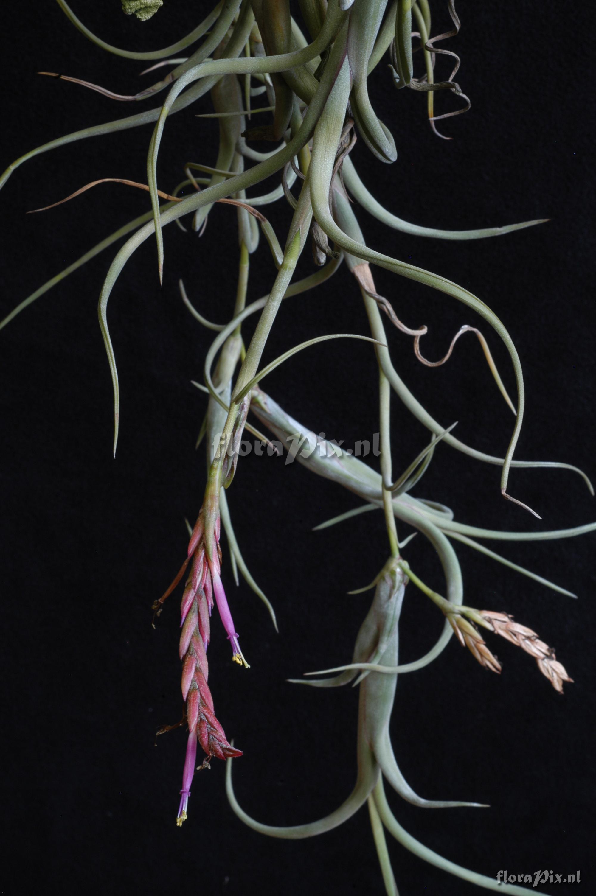 Tillandsia intermedia