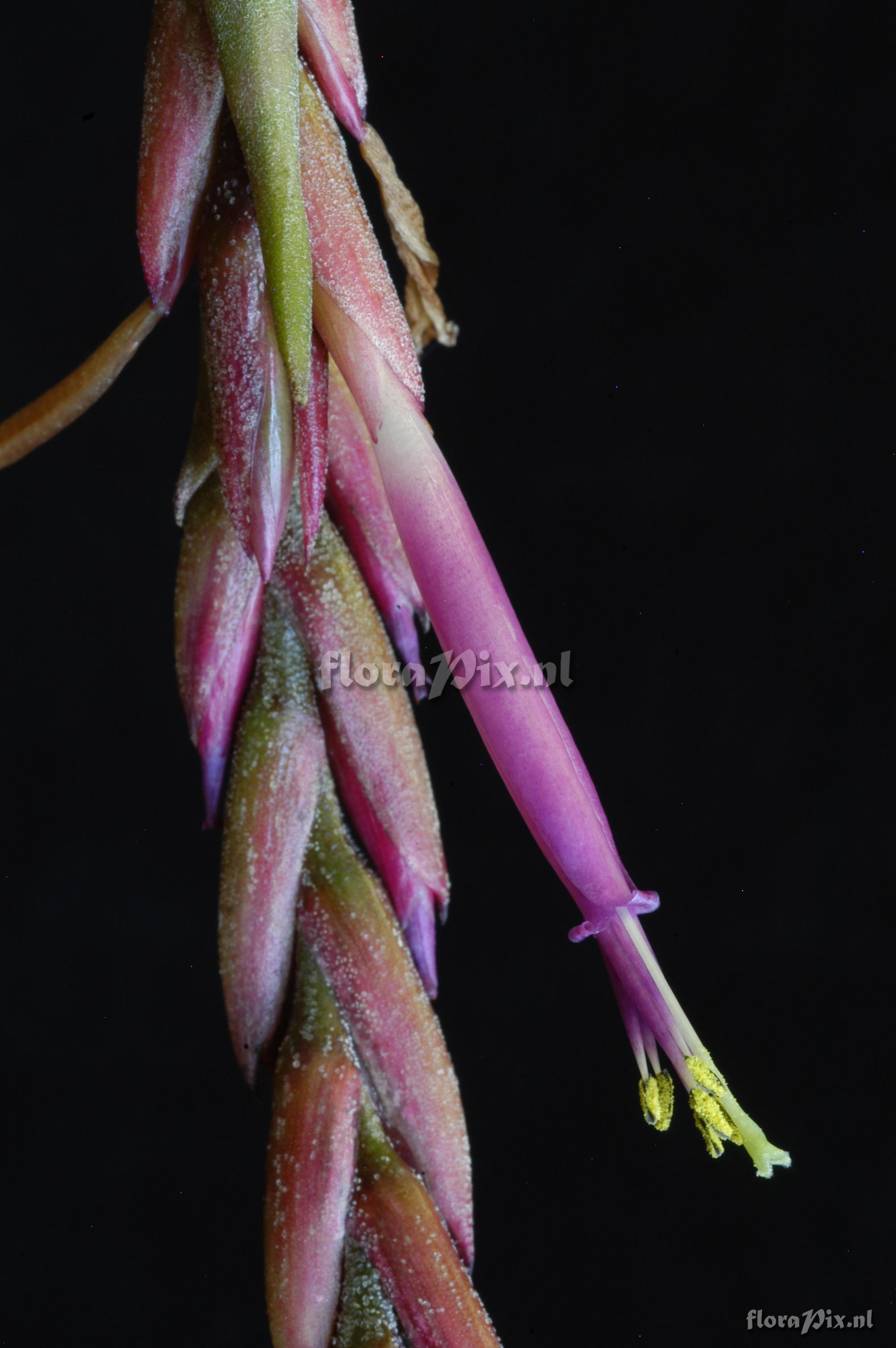 Tillandsia intermedia