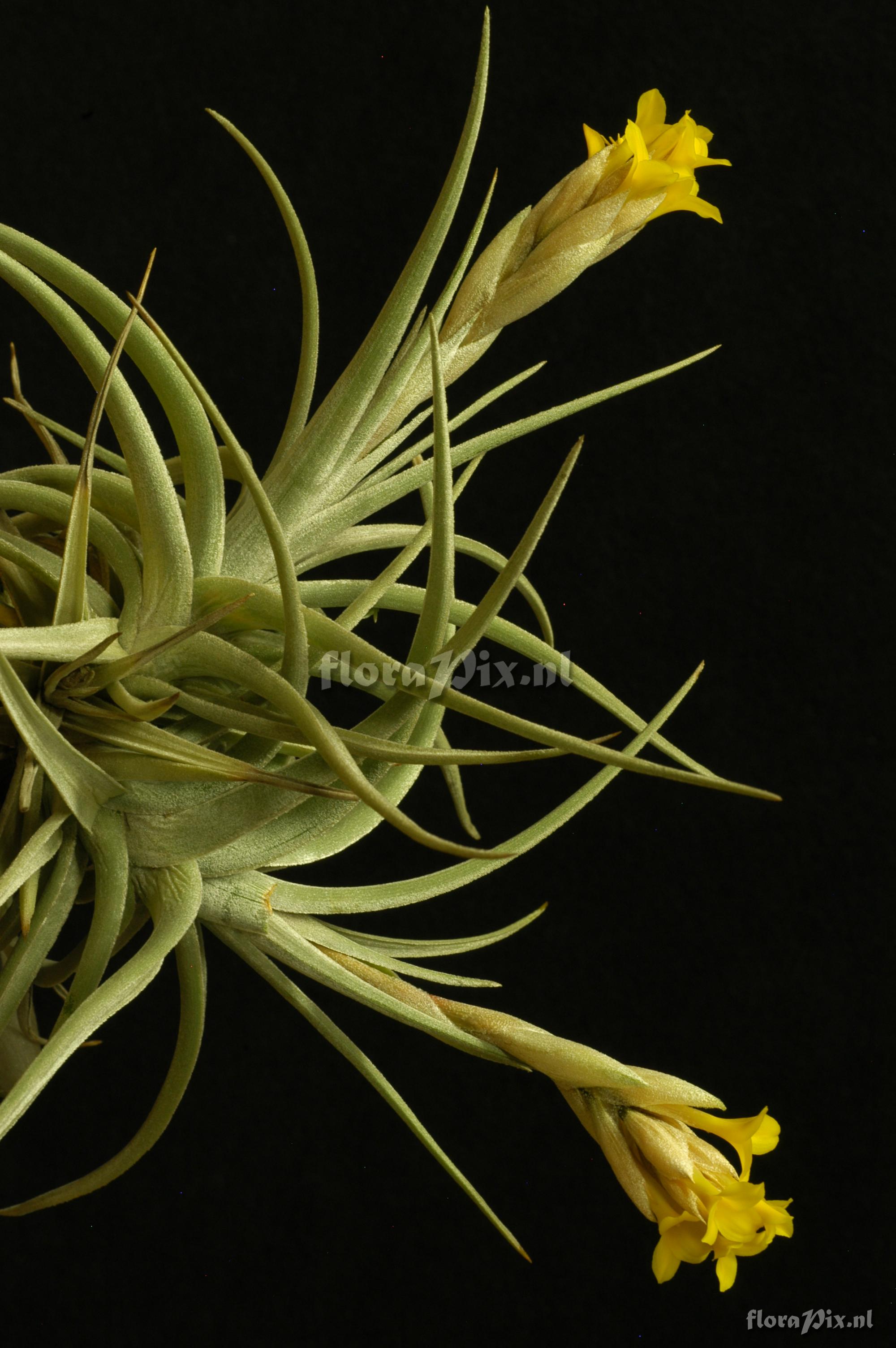 Tillandsia ixioides