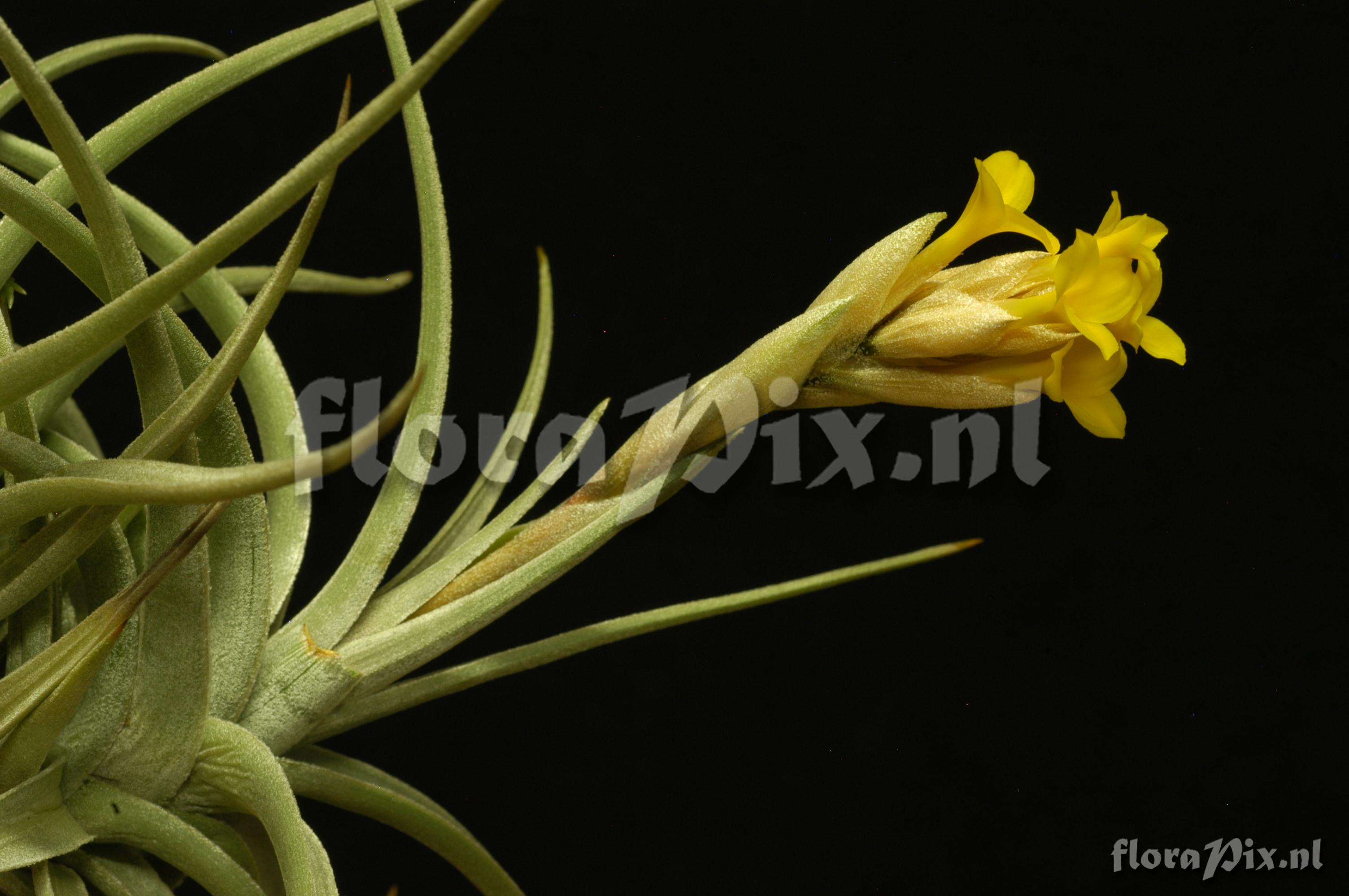 Tillandsia ixioides