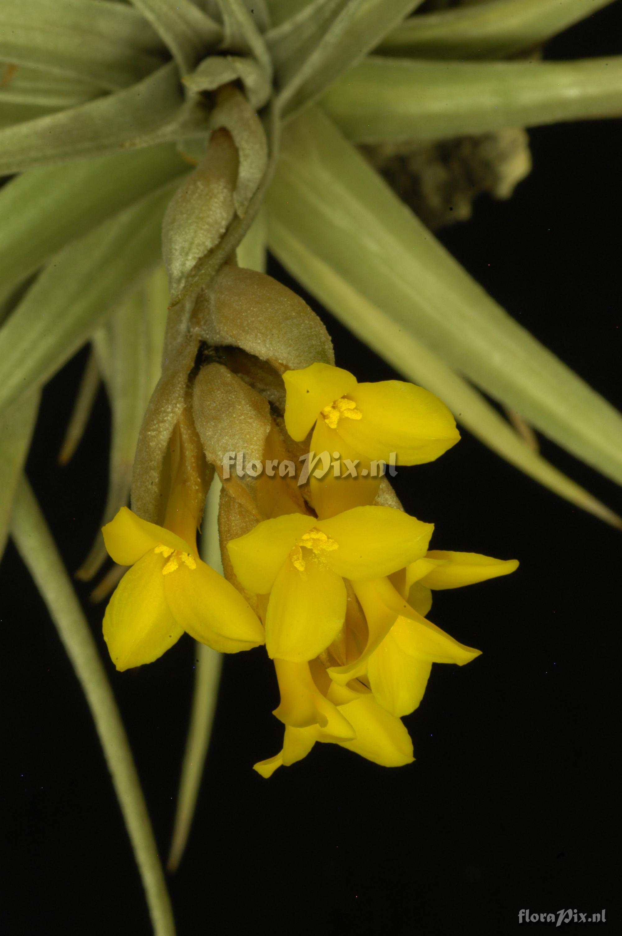 Tillandsia ixioides