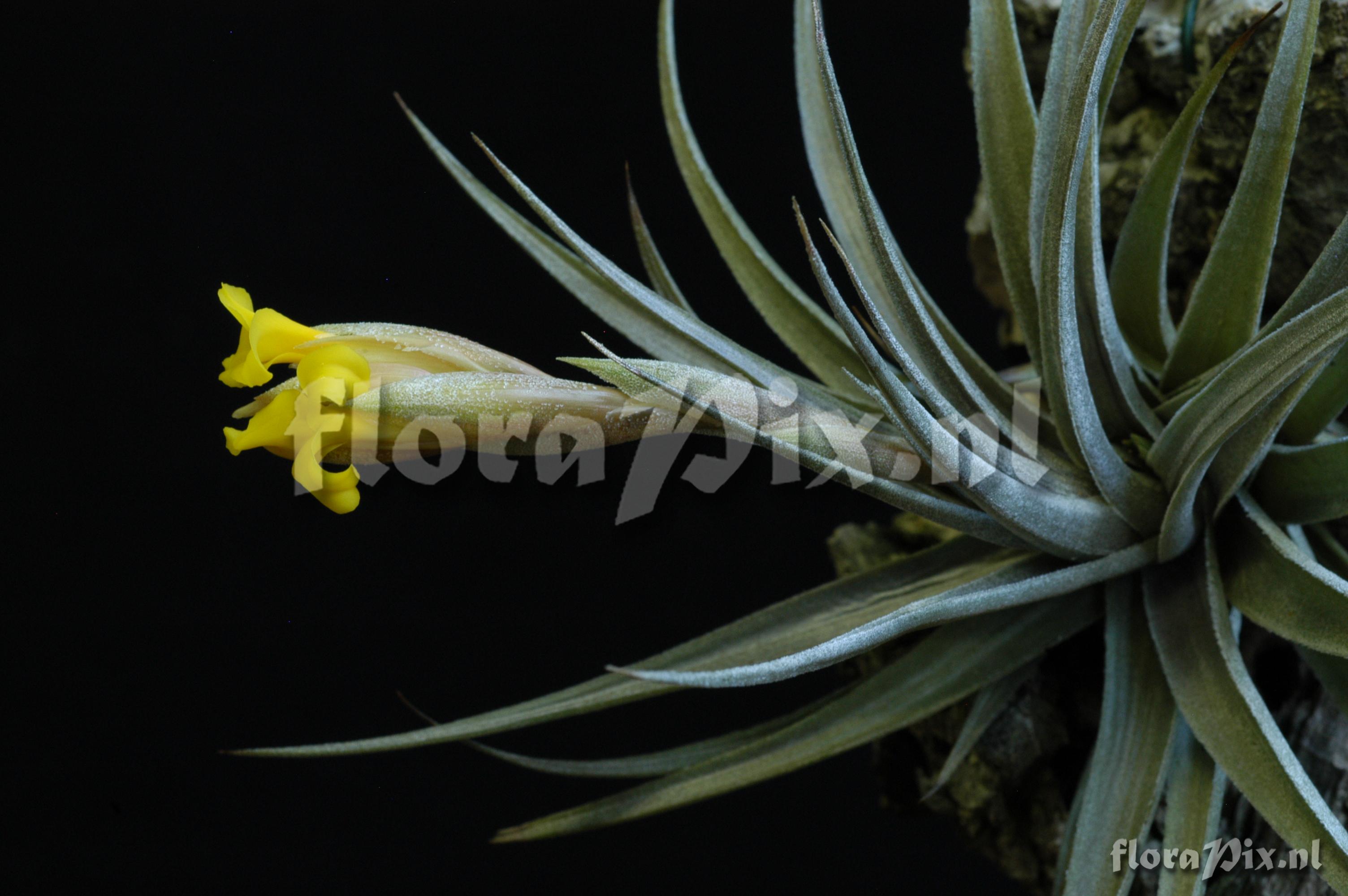 Tillandsia ixioides