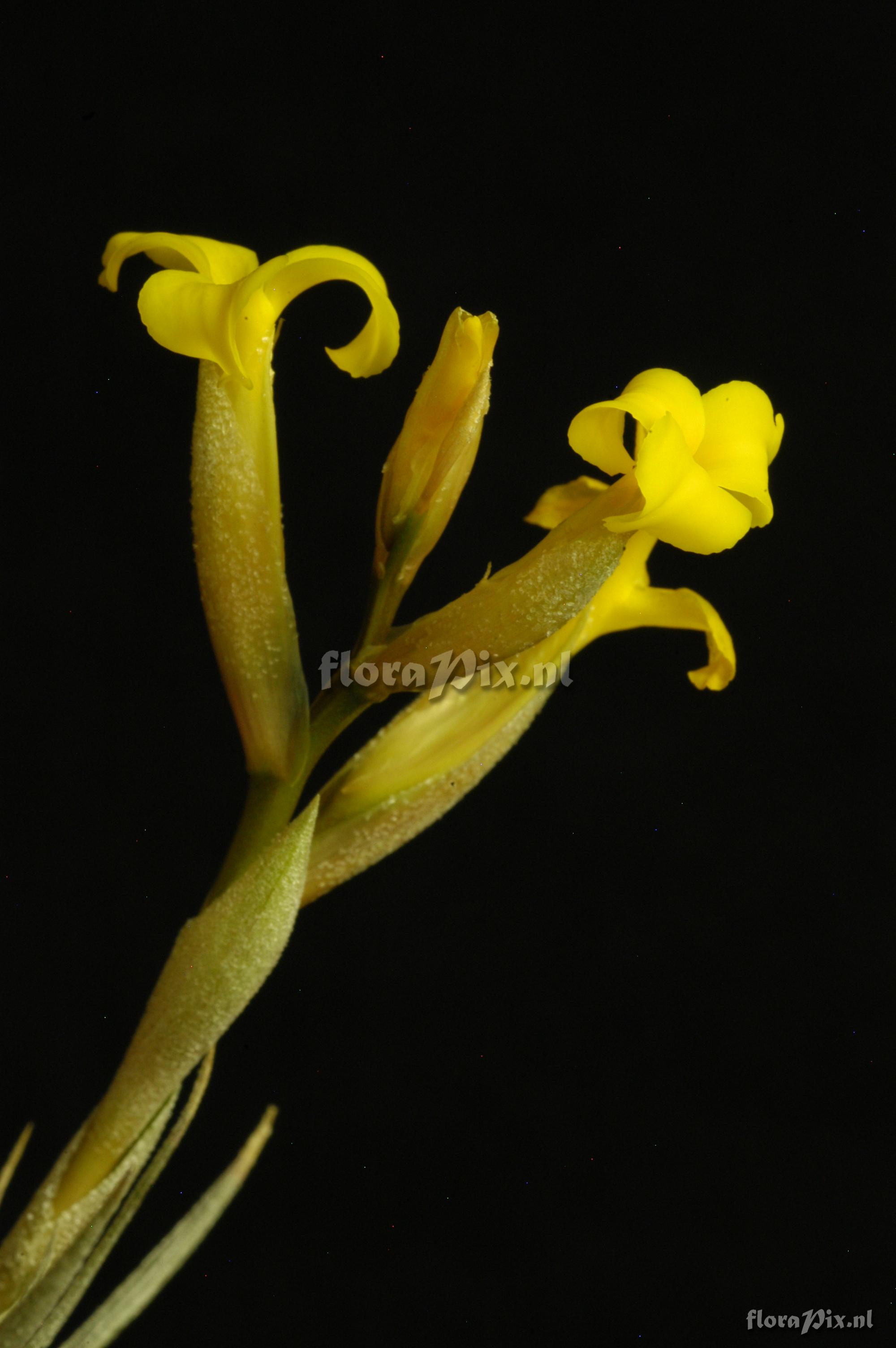 Tillandsia ixioides