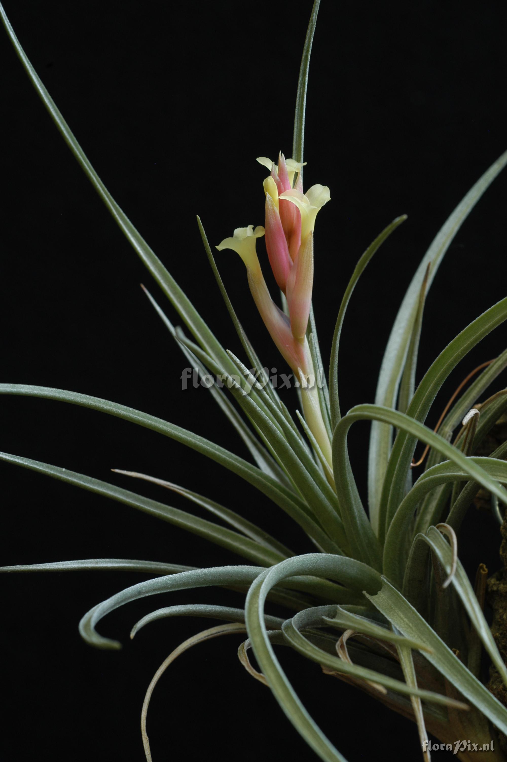 Tillandsia jucunda