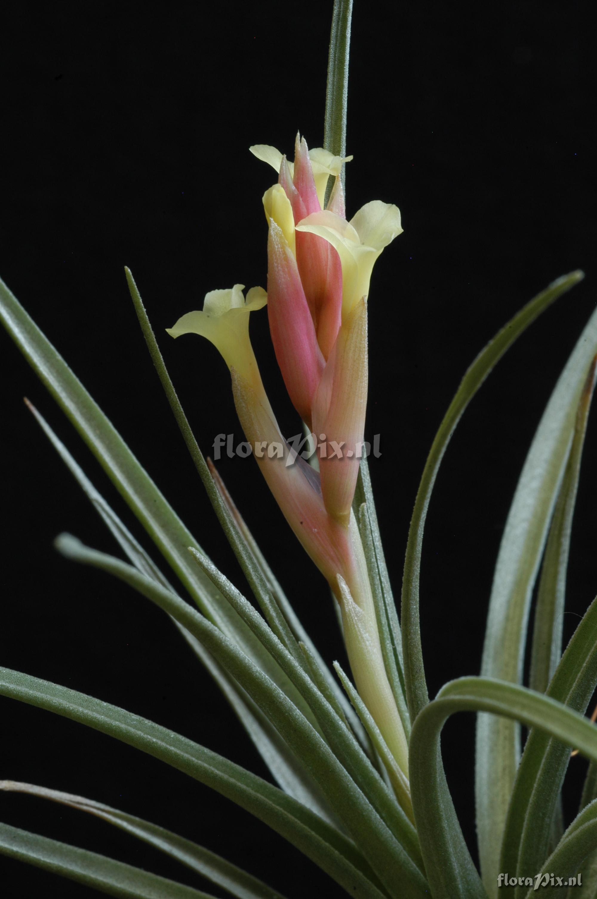 Tillandsia jucunda